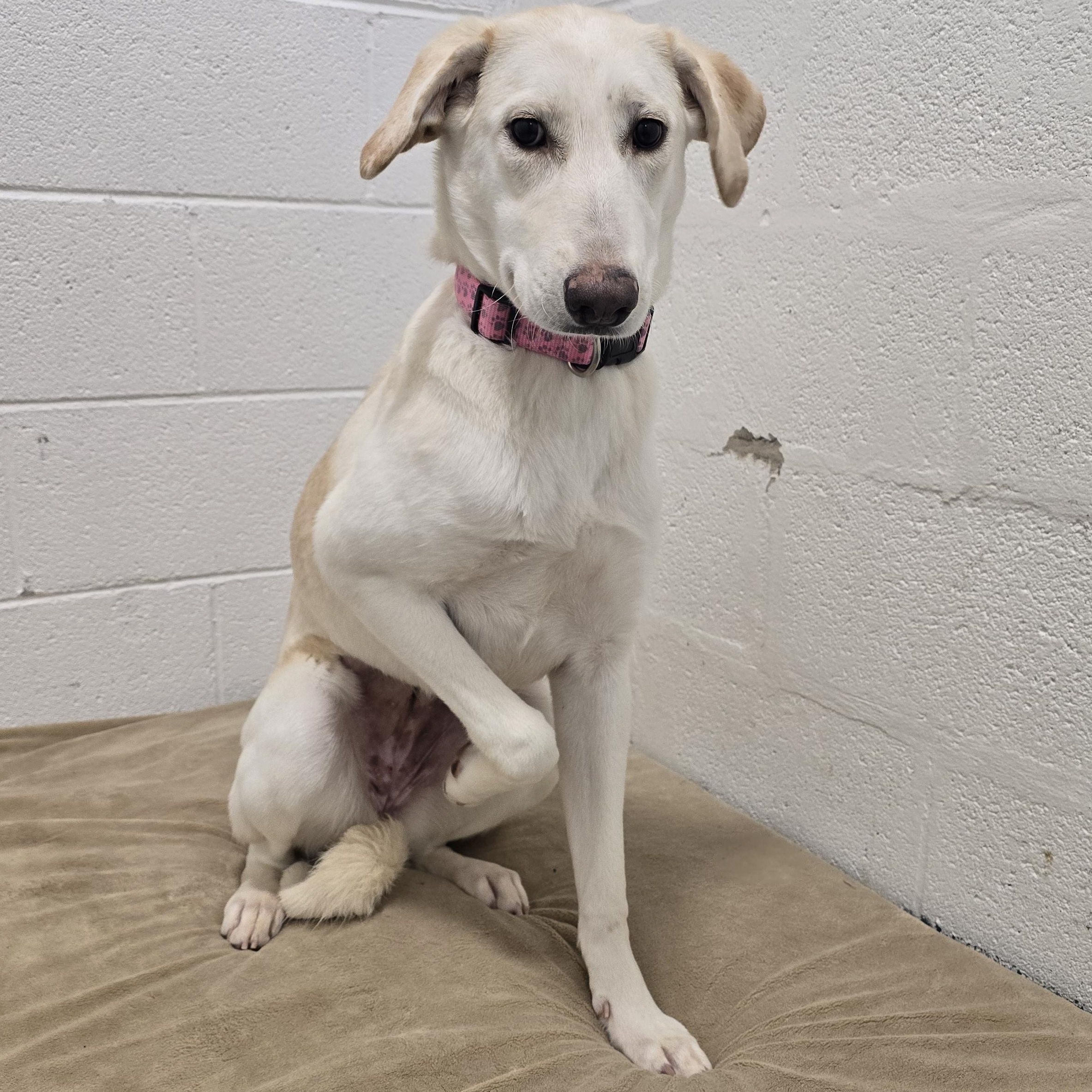 Enlarge Wanda , a ADOPTABLE mixed breed in Dandridge, TN image 1/1