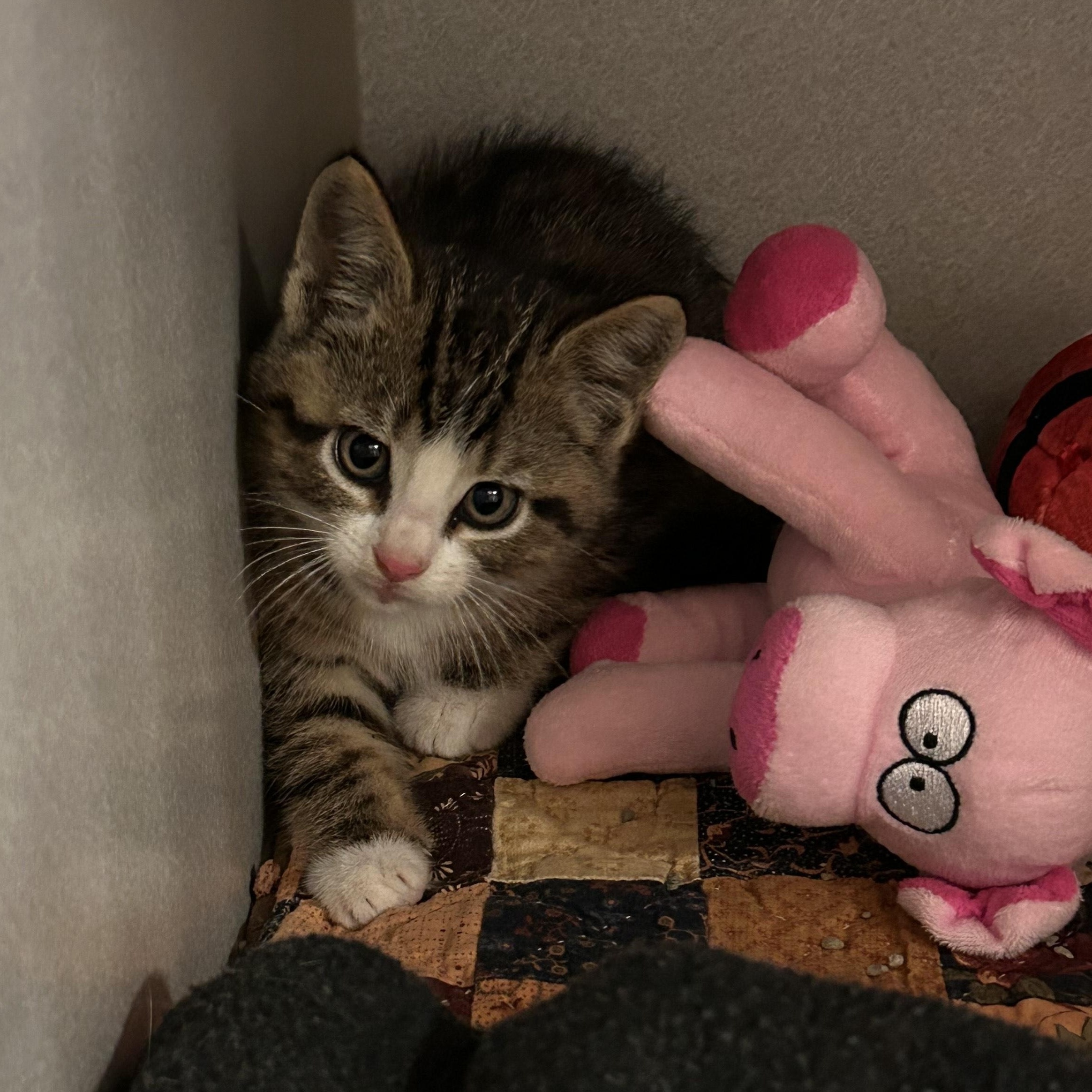 Enlarge Disco, a Adoptable Domestic Short Hair in Mason City, IA image 2/2