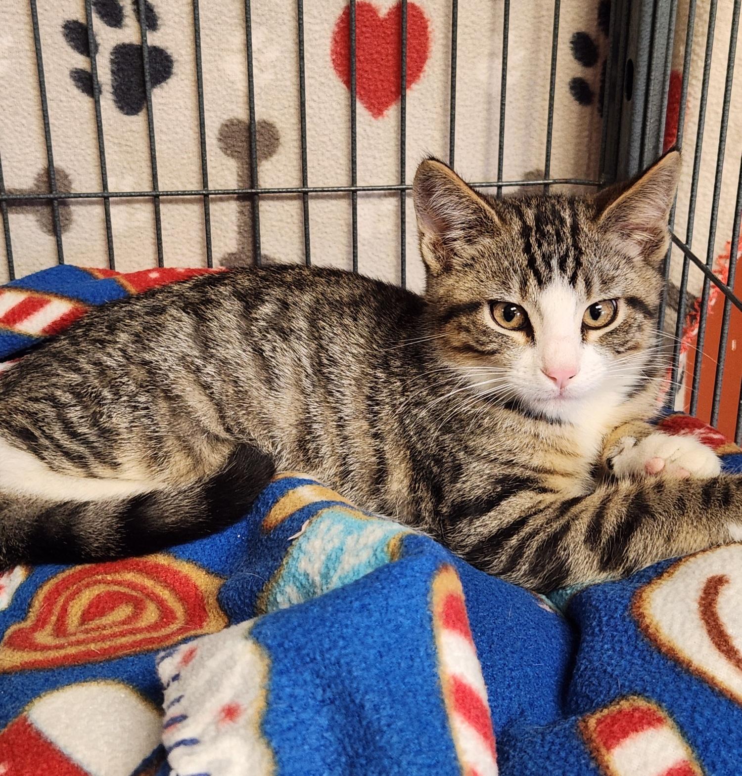 Enlarge Disco, a Adoptable Domestic Short Hair in Mason City, IA image 1/2