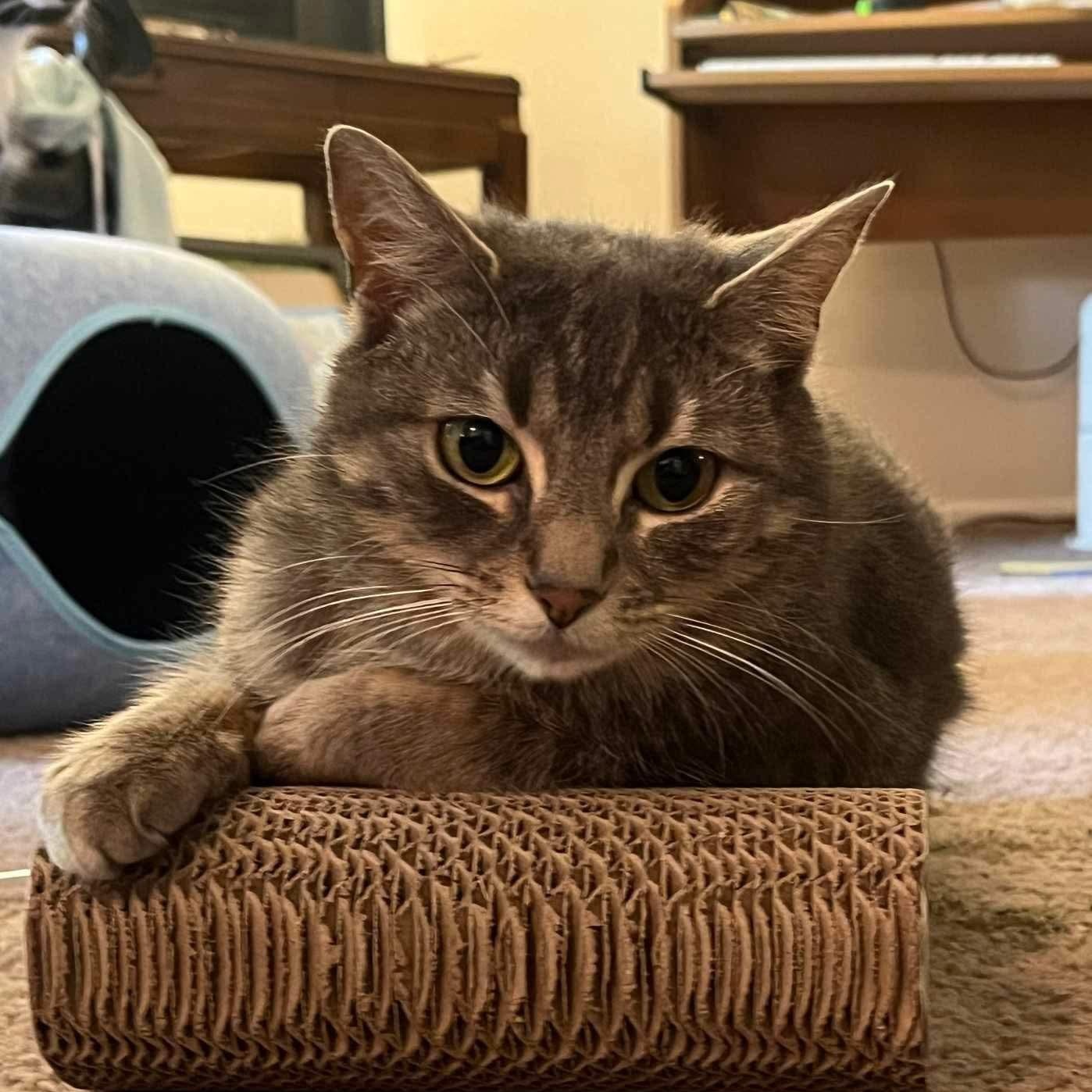 Leona, Adult Female Domestic Short Hair
