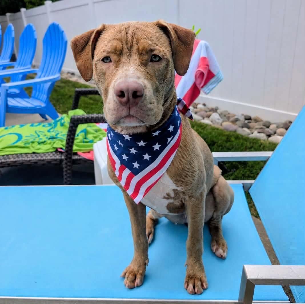 Theo, Adopted, Young Male Pit Bull Terrier.