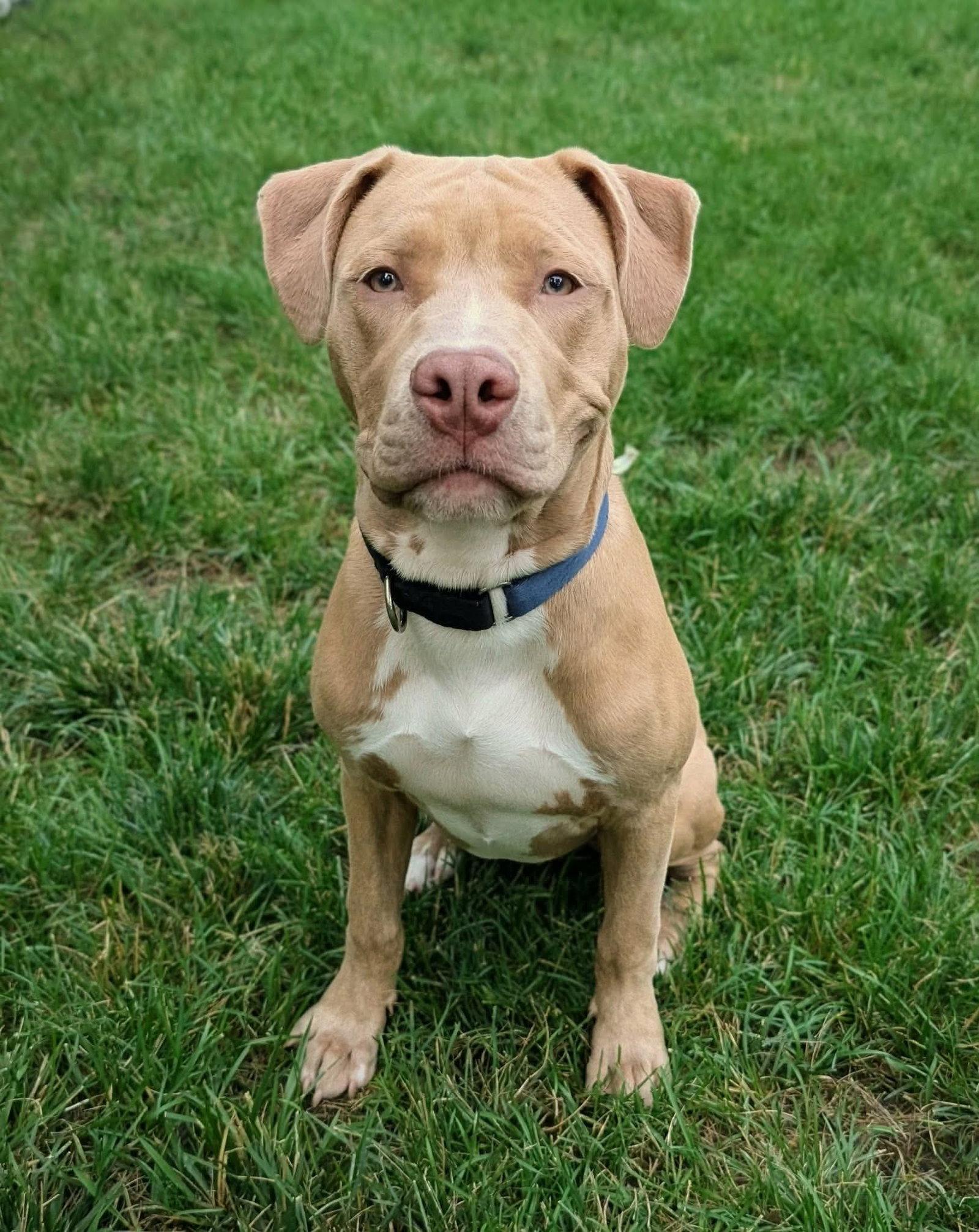 Theo, a Adopted Pit Bull Terrier in Rockville, MD image 2/3