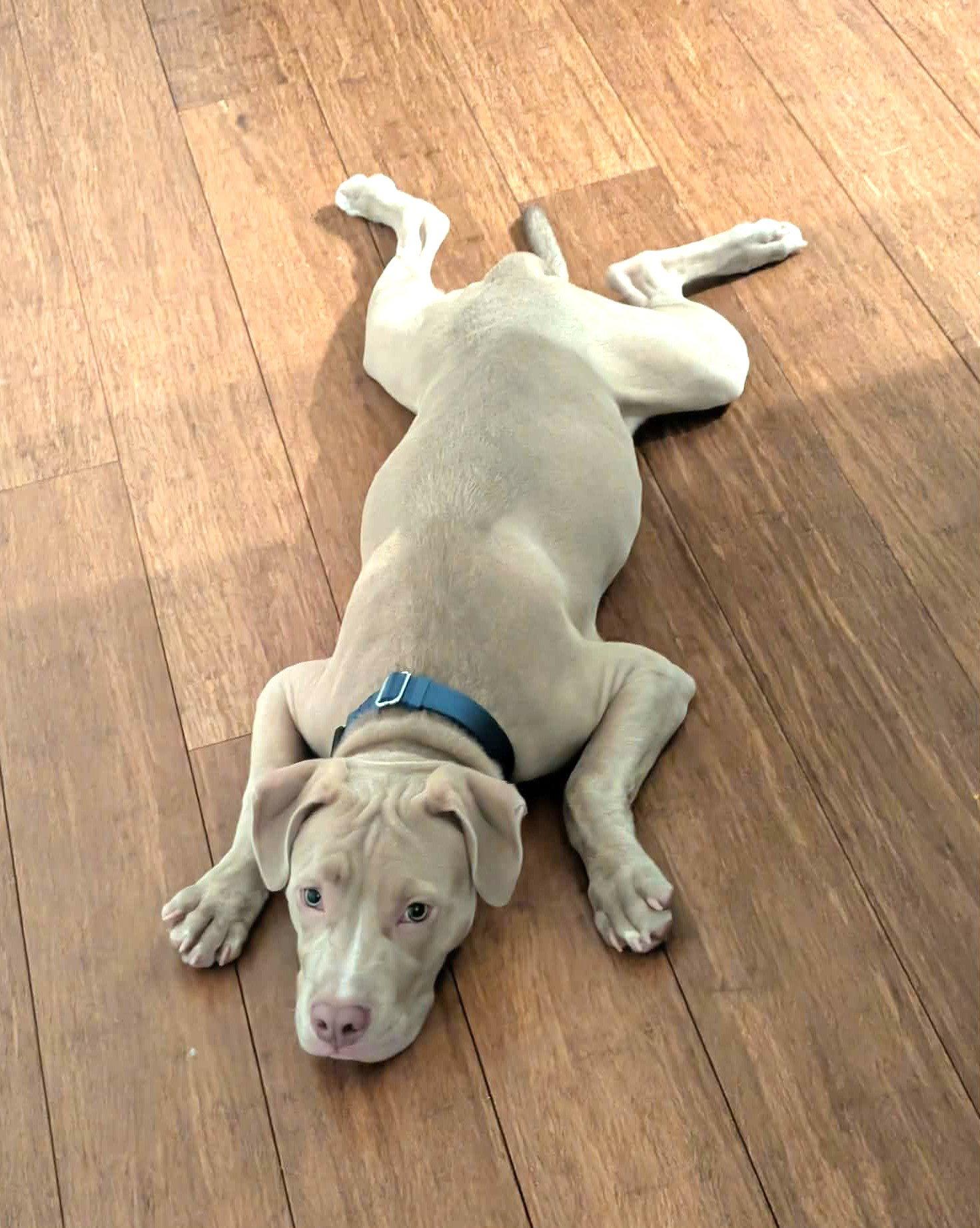 Theo, Adoptable, Young Male Pit Bull Terrier.
