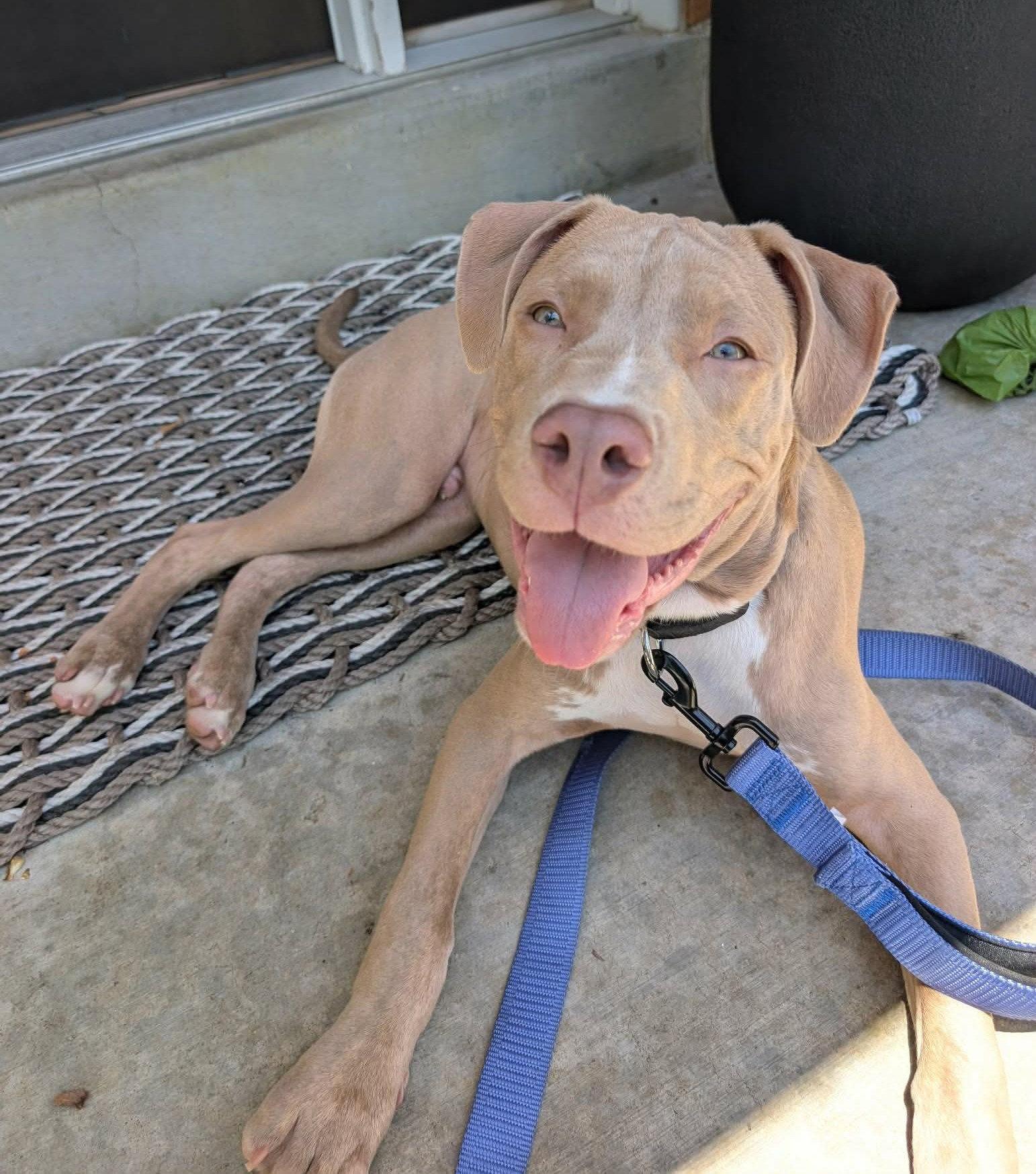 Theo, a Adoptable Pit Bull Terrier in Rockville, MD image 2/3