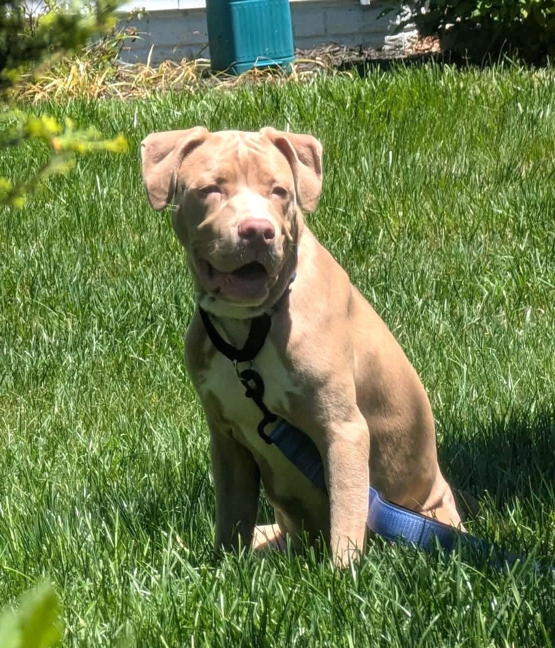 Theo, a Adoptable Pit Bull Terrier in Rockville, MD image 3/3