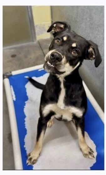 Katy Roo, Adoptable, Adult Female Boxer & German Shepherd Dog.