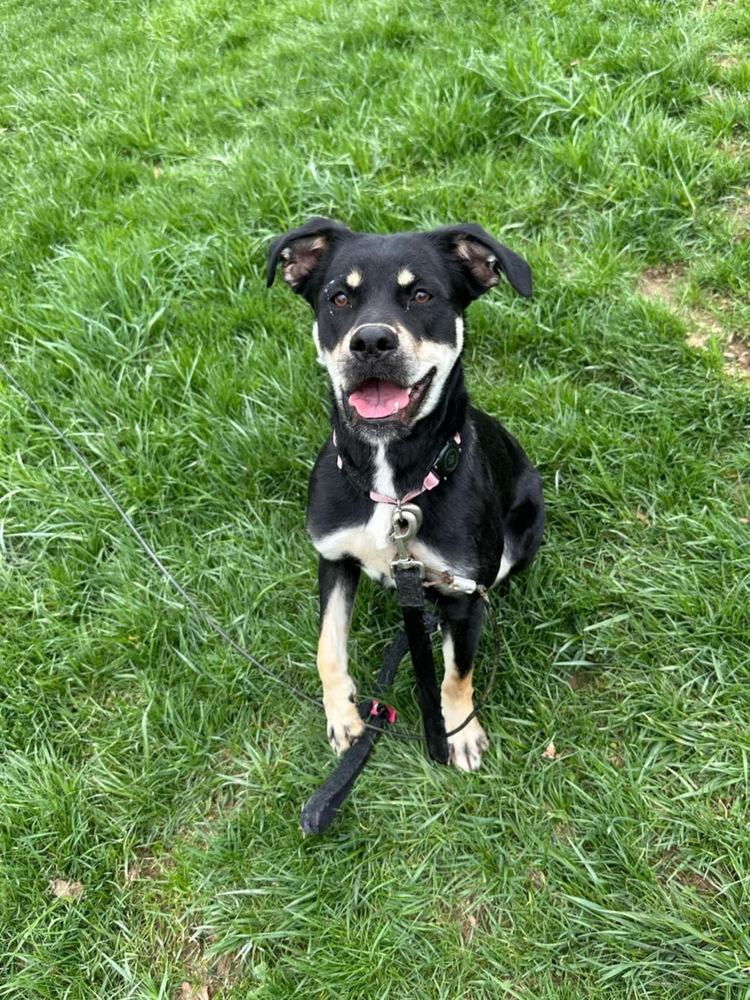 Katy Roo, a Adoptable mixed breed in Aurora, IN image 2/6
