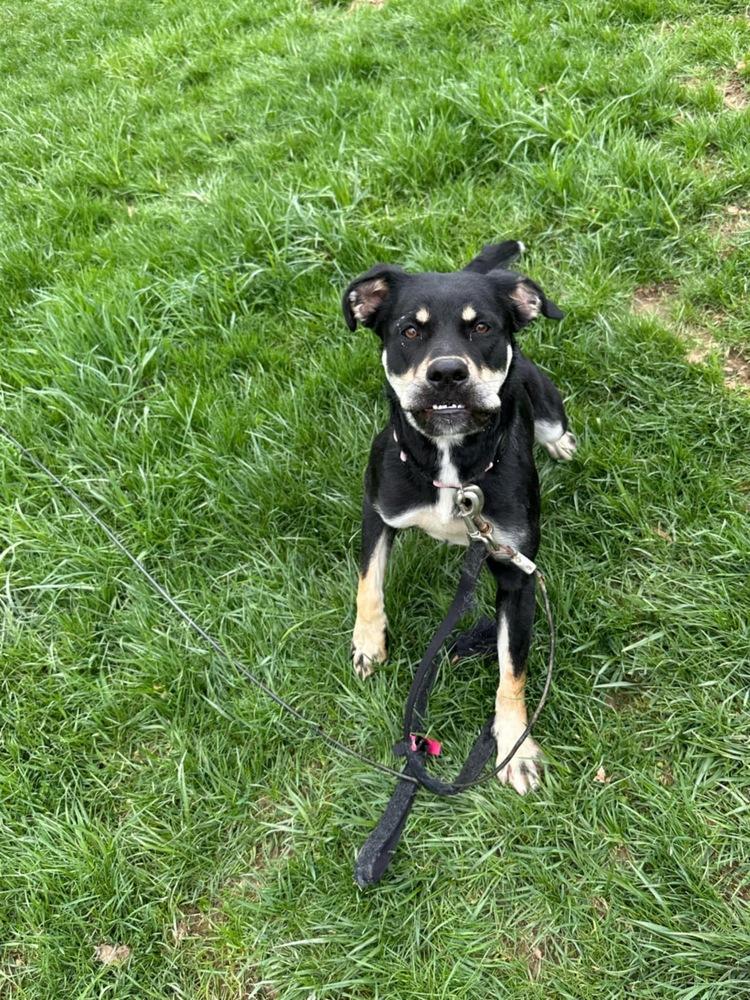Katy Roo, a Adoptable mixed breed in Aurora, IN image 4/6
