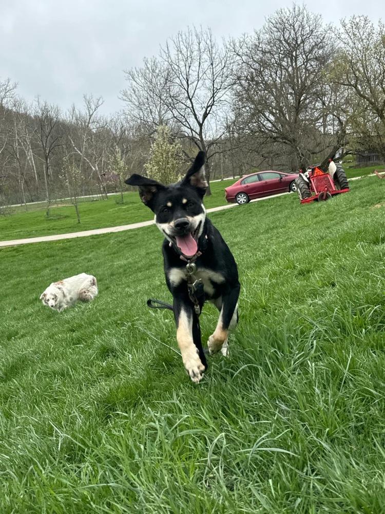 Katy Roo, a Adoptable mixed breed in Aurora, IN image 5/6