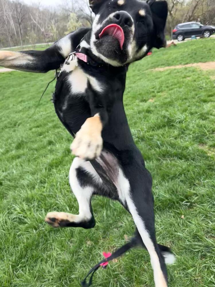 Katy Roo, a Adoptable mixed breed in Aurora, IN image 6/6