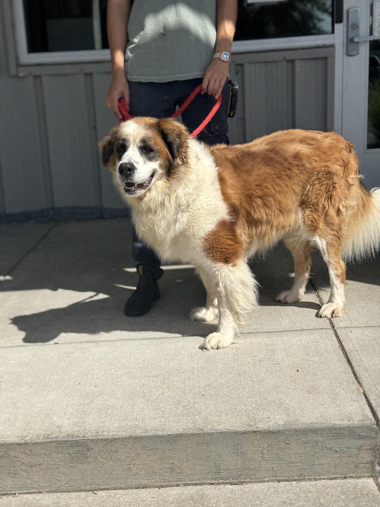 Enlarge Jewel, an adopted Saint Bernard in Benton Harbor, MI image 2/4