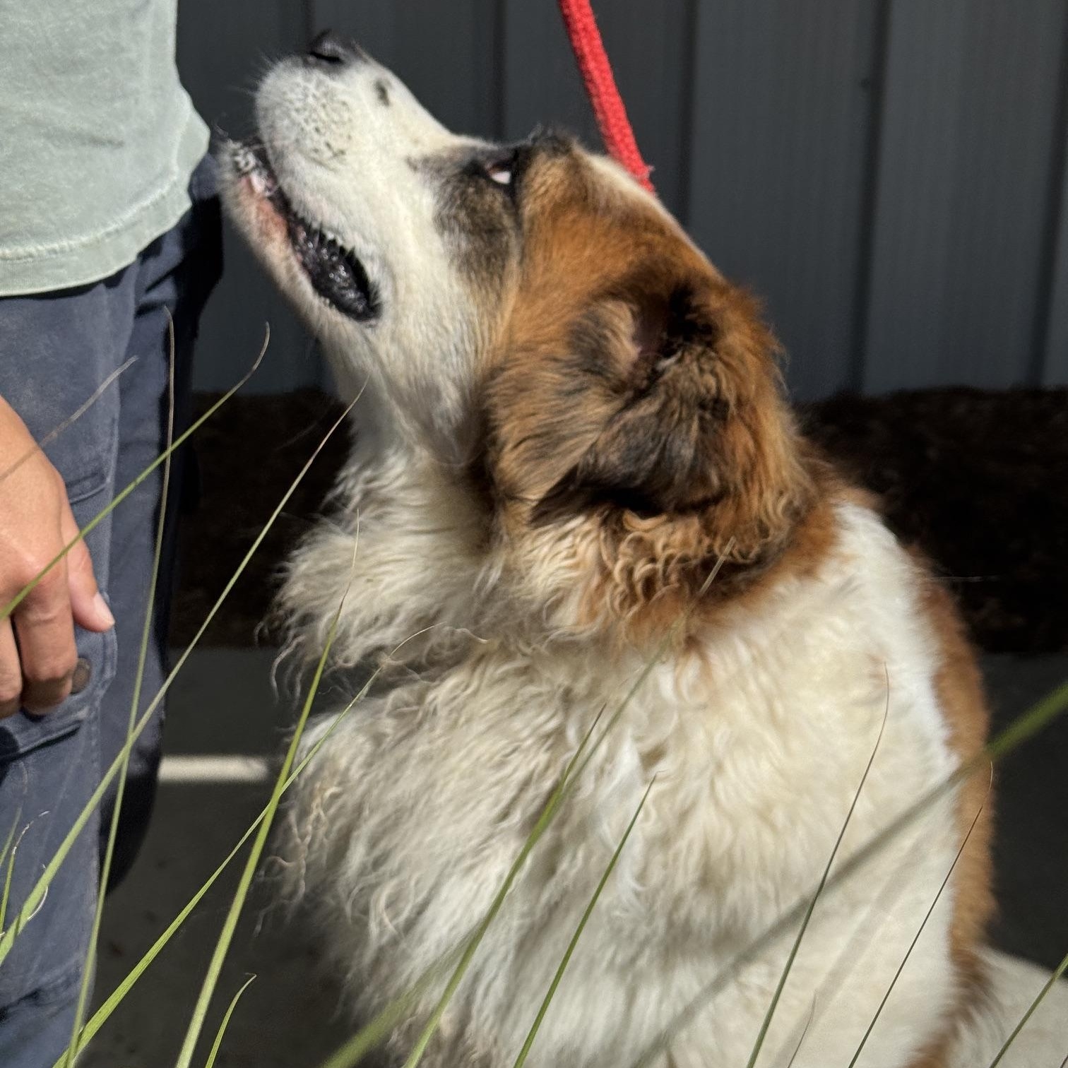 Enlarge Jewel, an adopted Saint Bernard in Benton Harbor, MI image 3/4