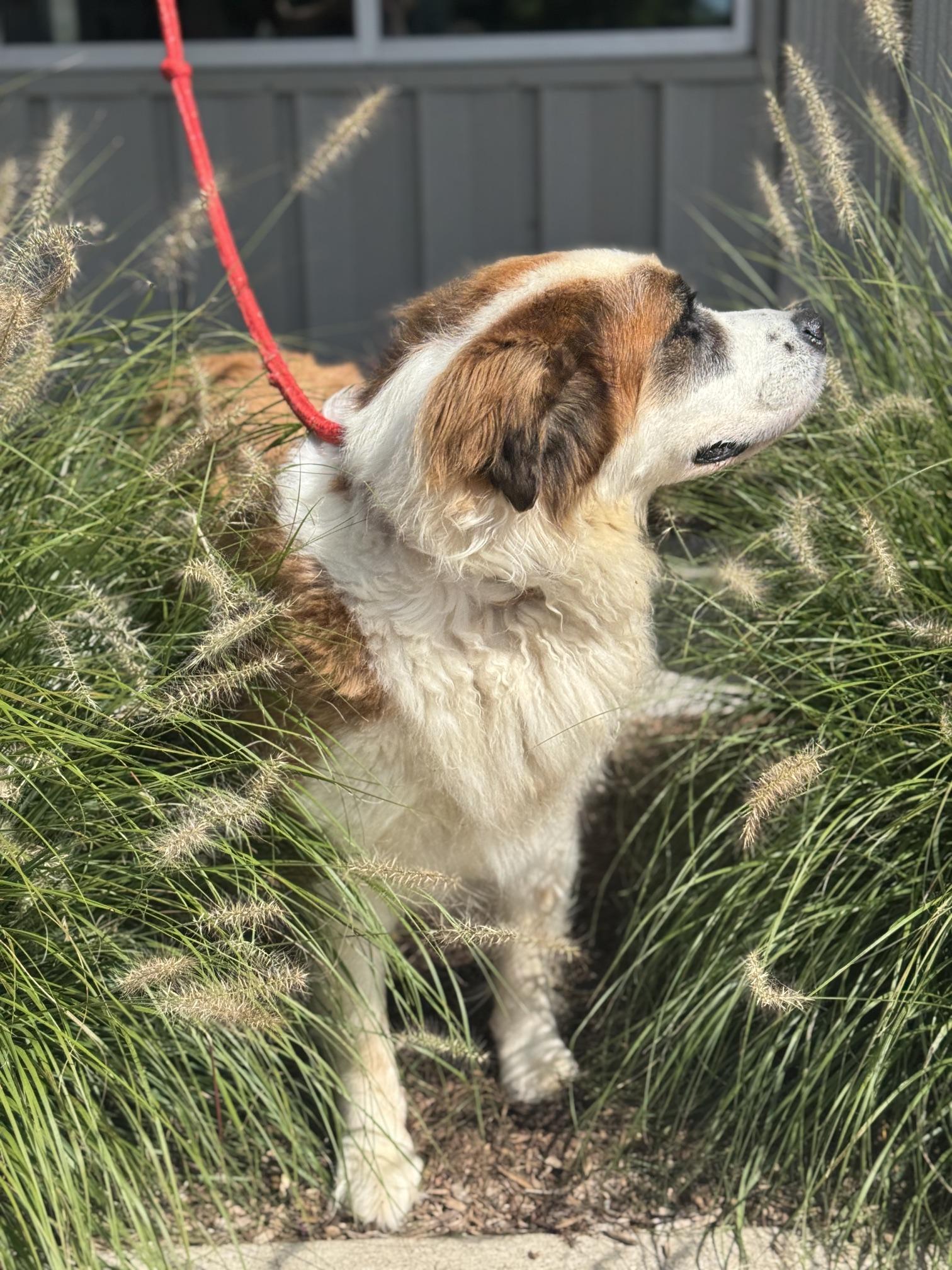 Enlarge Jewel, an adopted Saint Bernard in Benton Harbor, MI image 4/4