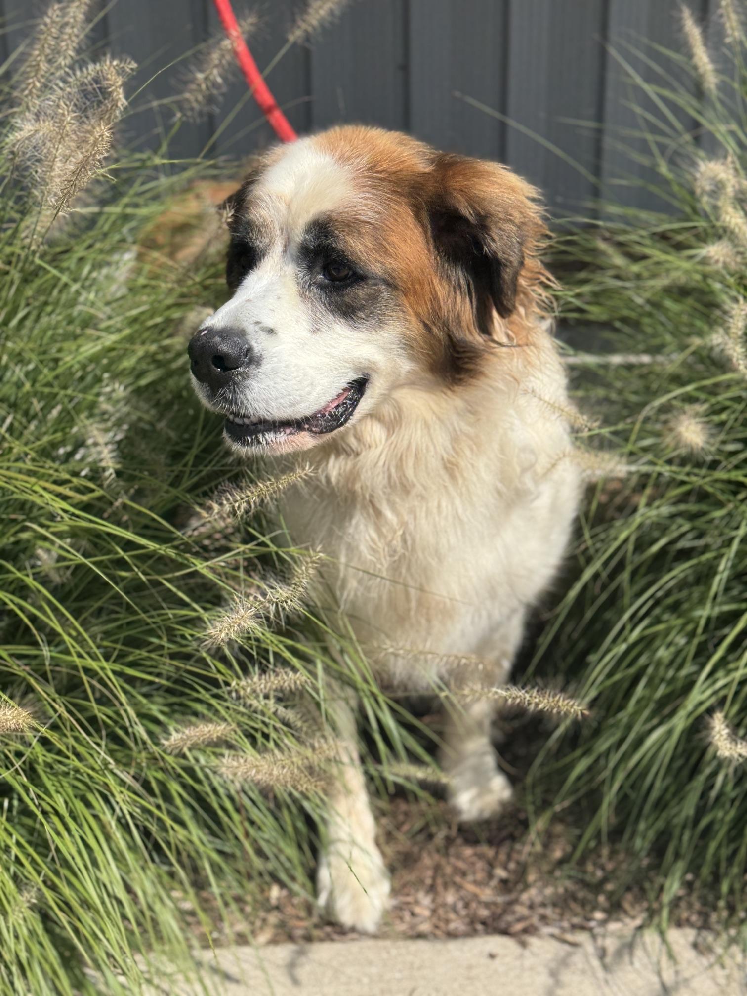 Jewel, adopted, Senior Female Saint Bernard.