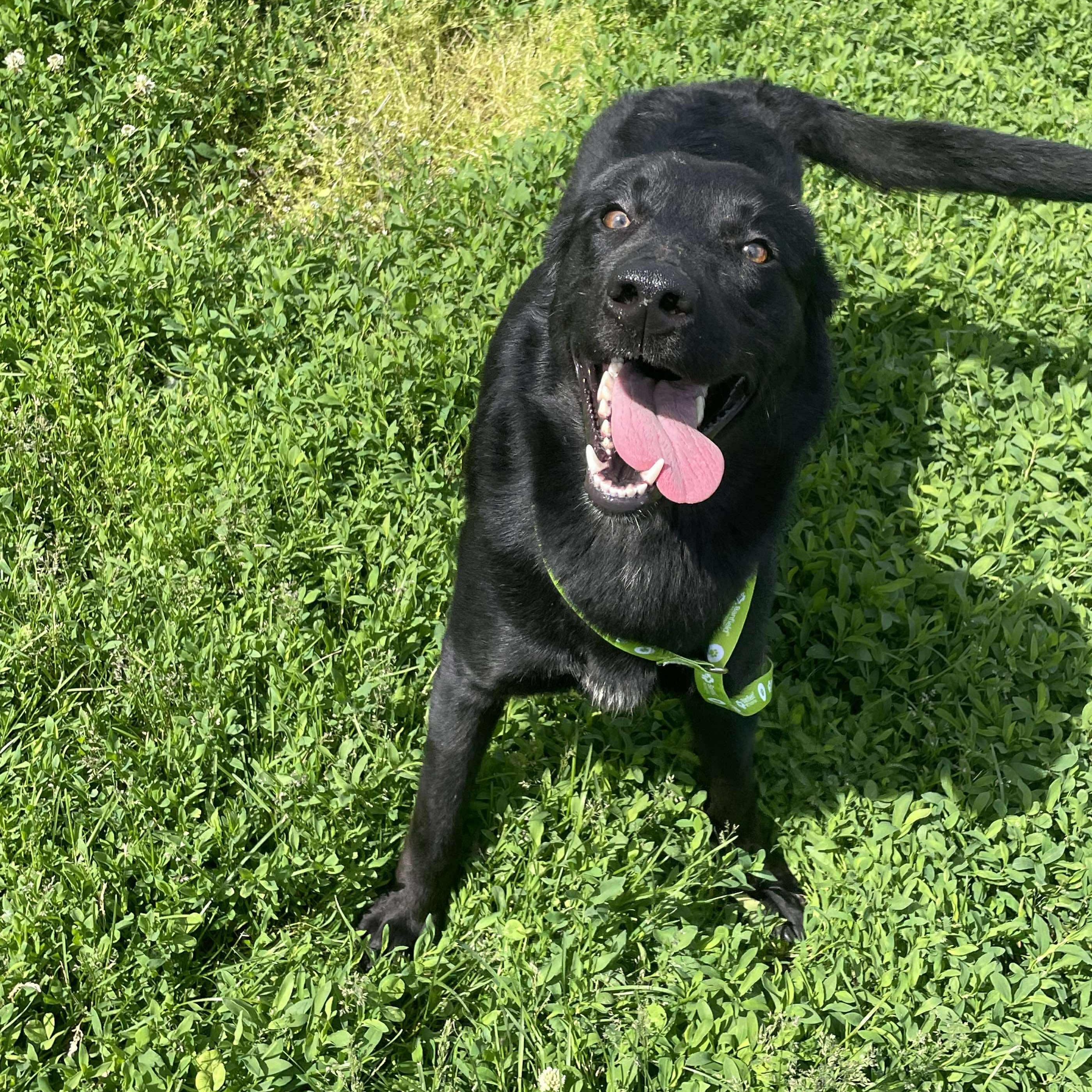 Marley, Young Male Black Labrador Retriever