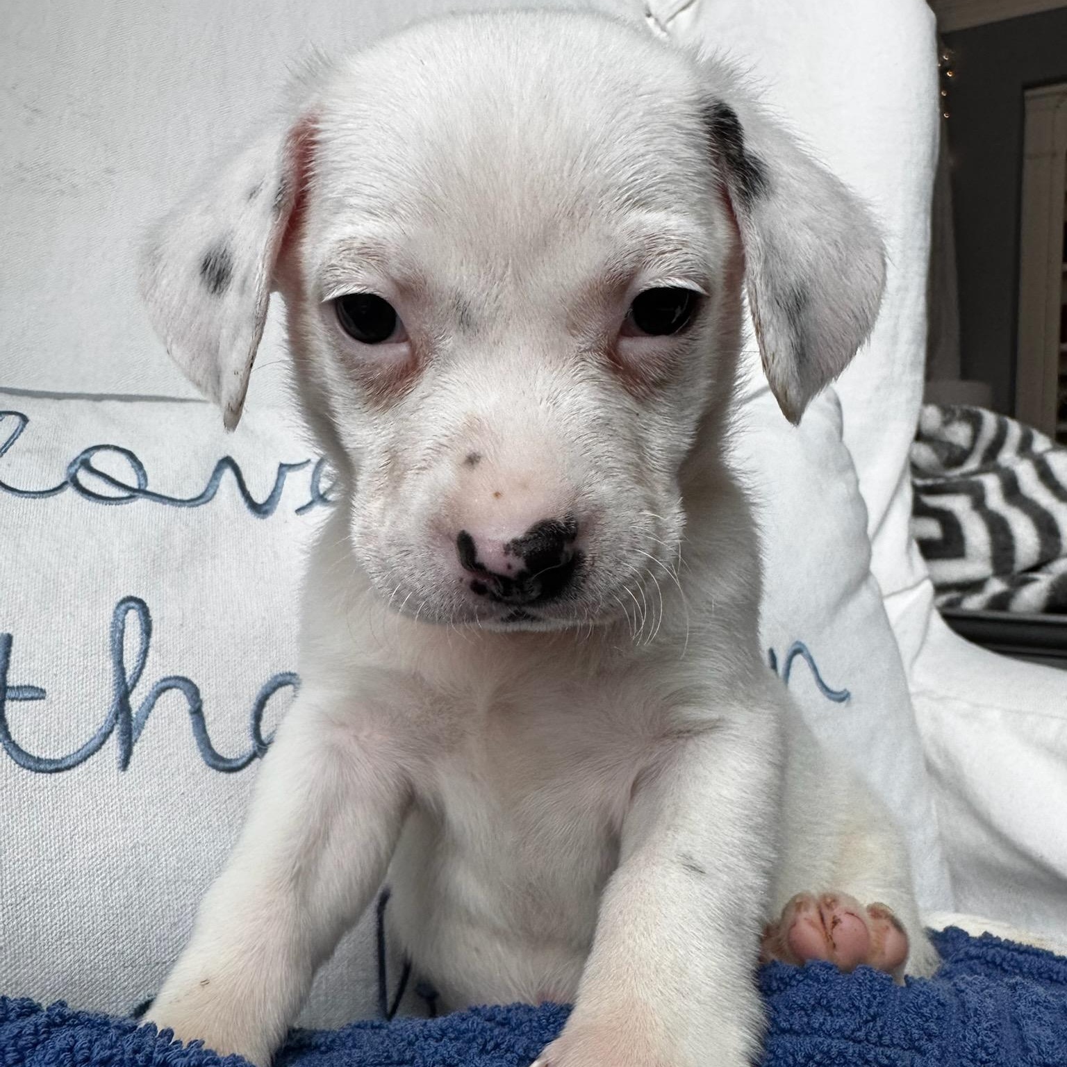 Hugo, adopted, Puppy Male Jack Russell Terrier & Dachshund.