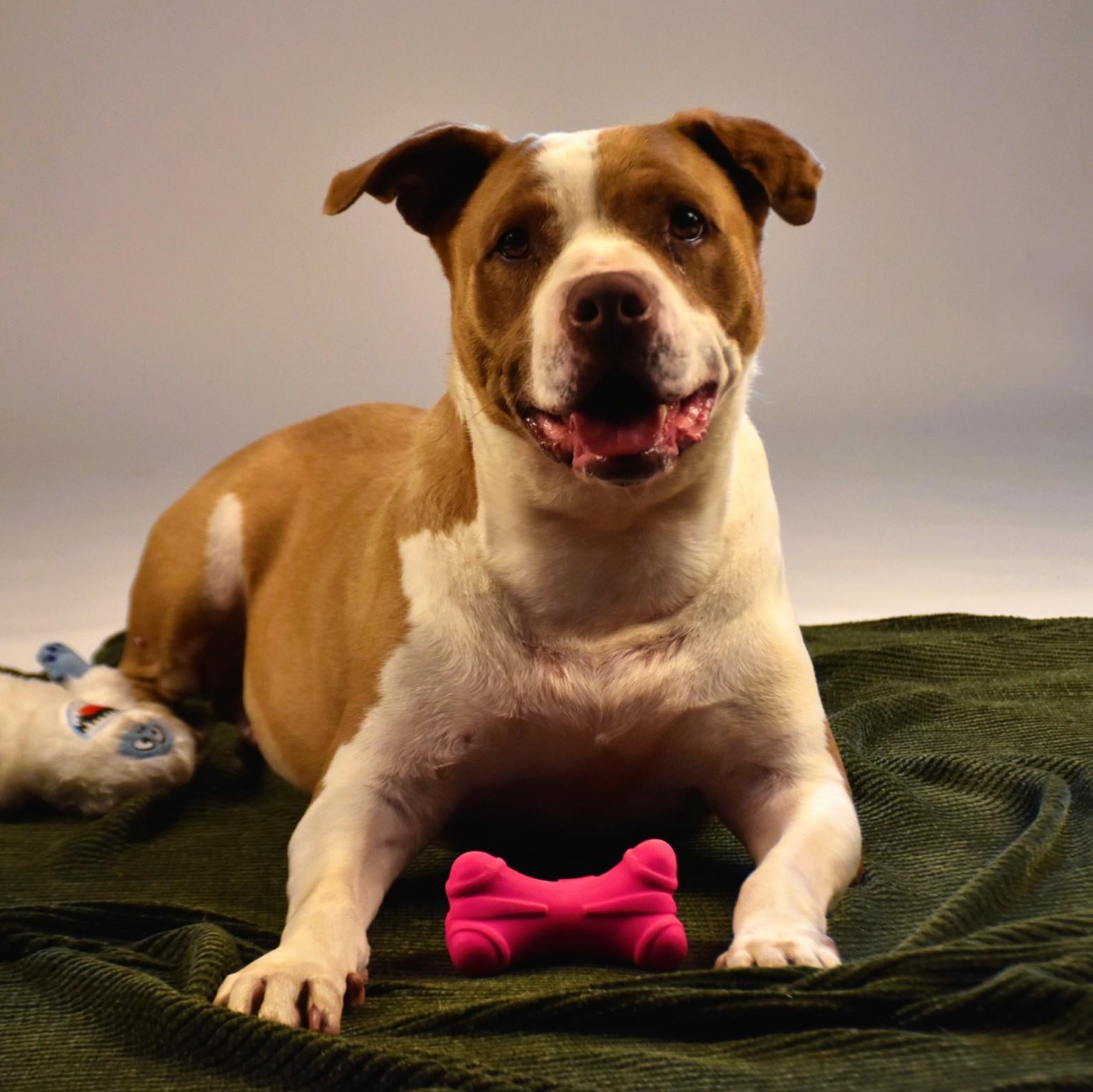 Enlarge Abby, a Adopted mixed breed in Sandy Hook, CT image 2/6