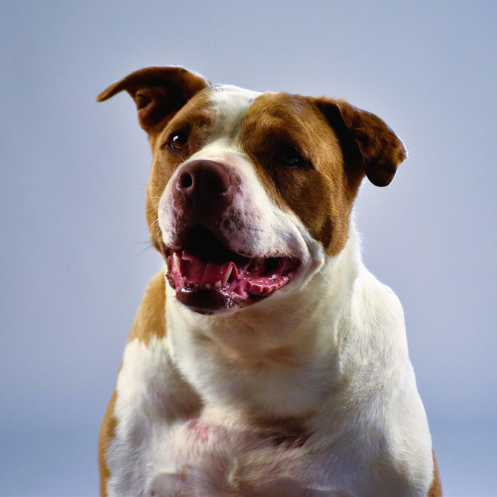 Enlarge Abby, a Adopted mixed breed in Sandy Hook, CT image 4/6