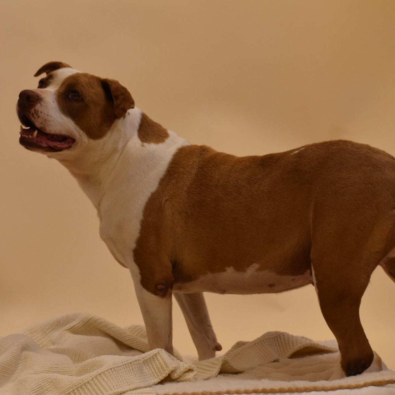 Enlarge Abby, a Adopted mixed breed in Sandy Hook, CT image 5/6