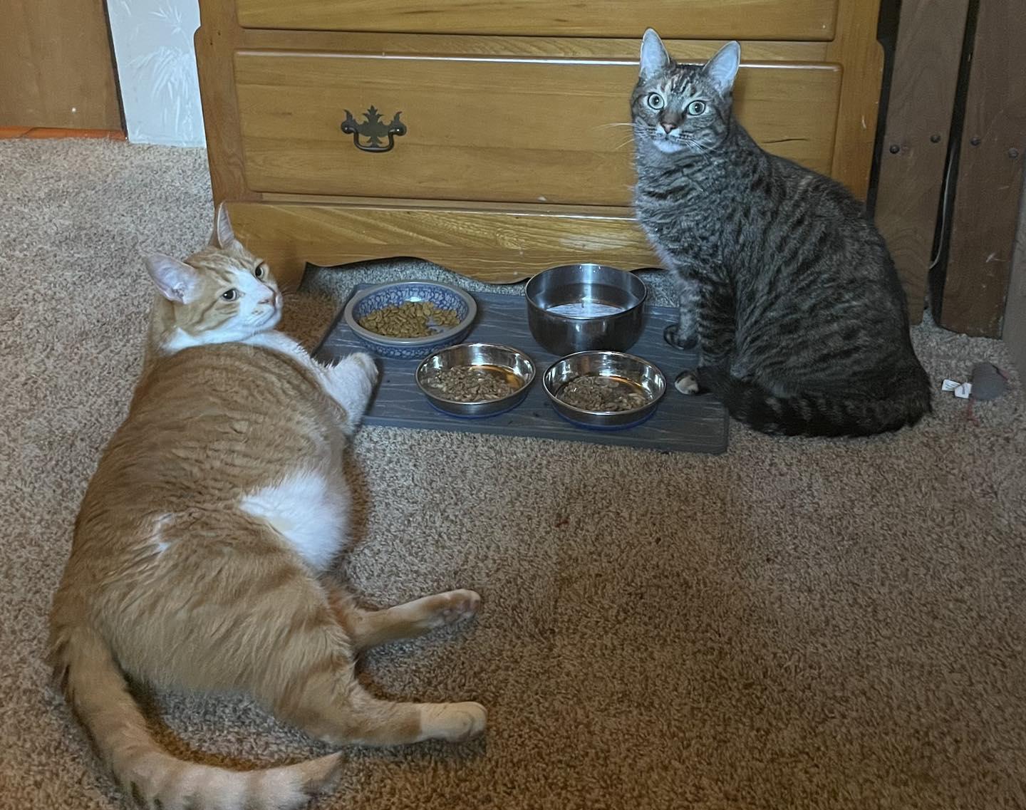 Enlarge Oliver & Maggie, a Adopted American Shorthair in Horsham, PA image 1/2