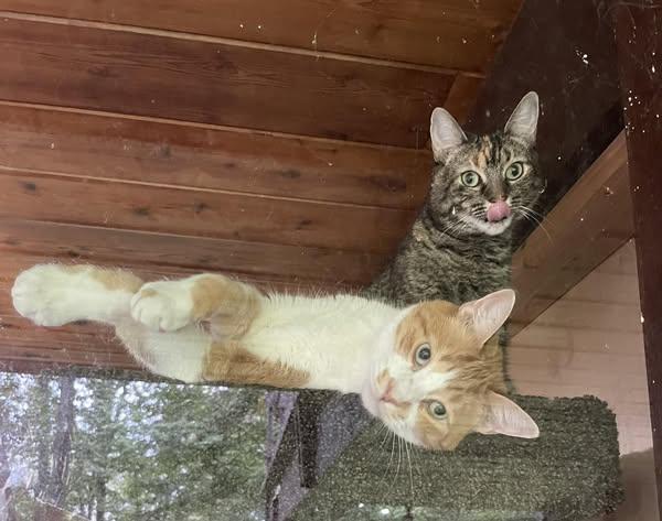 Enlarge Oliver & Maggie, a Adopted American Shorthair in Horsham, PA image 2/2