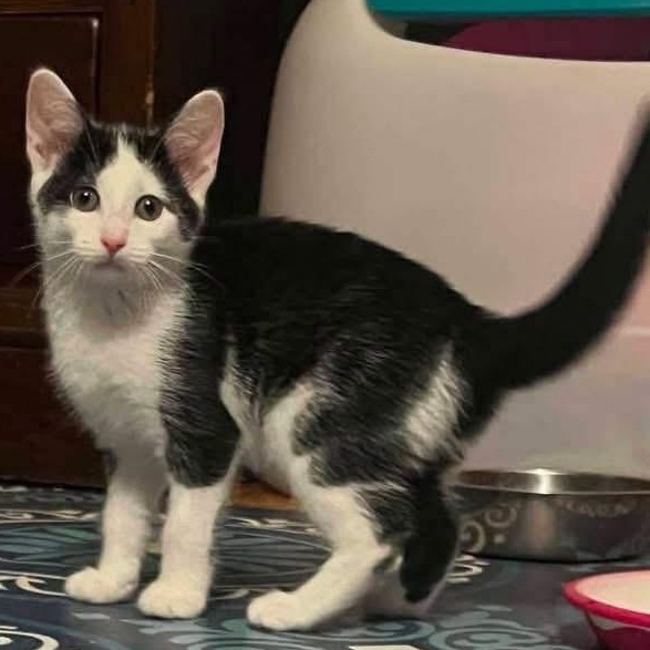 Celine, ADOPTABLE, Kitten Female Domestic Short Hair.
