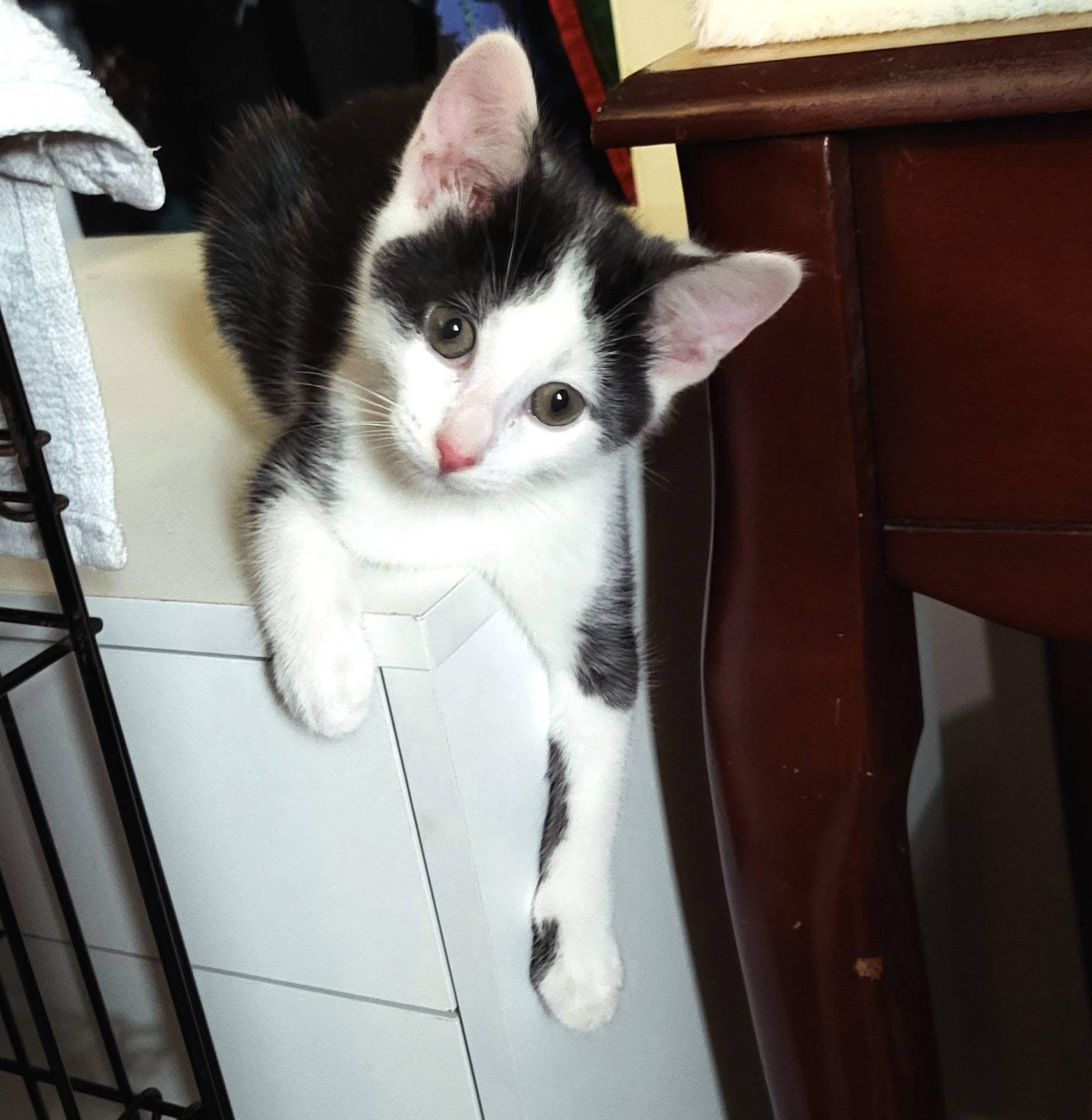 Celine, a ADOPTABLE Domestic Short Hair in Highland, NY image 4/4