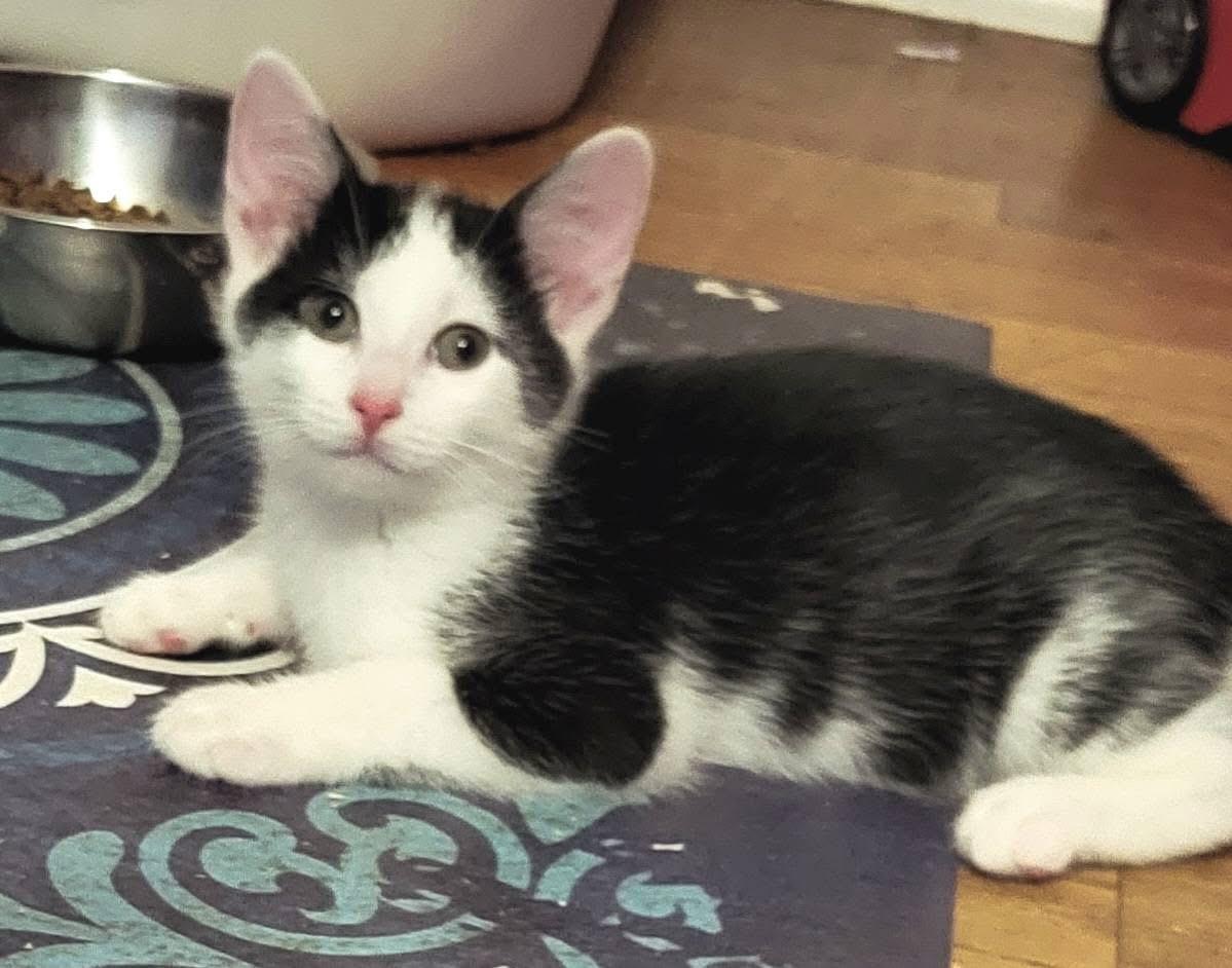 Celine, a ADOPTABLE Domestic Short Hair in Highland, NY image 3/4