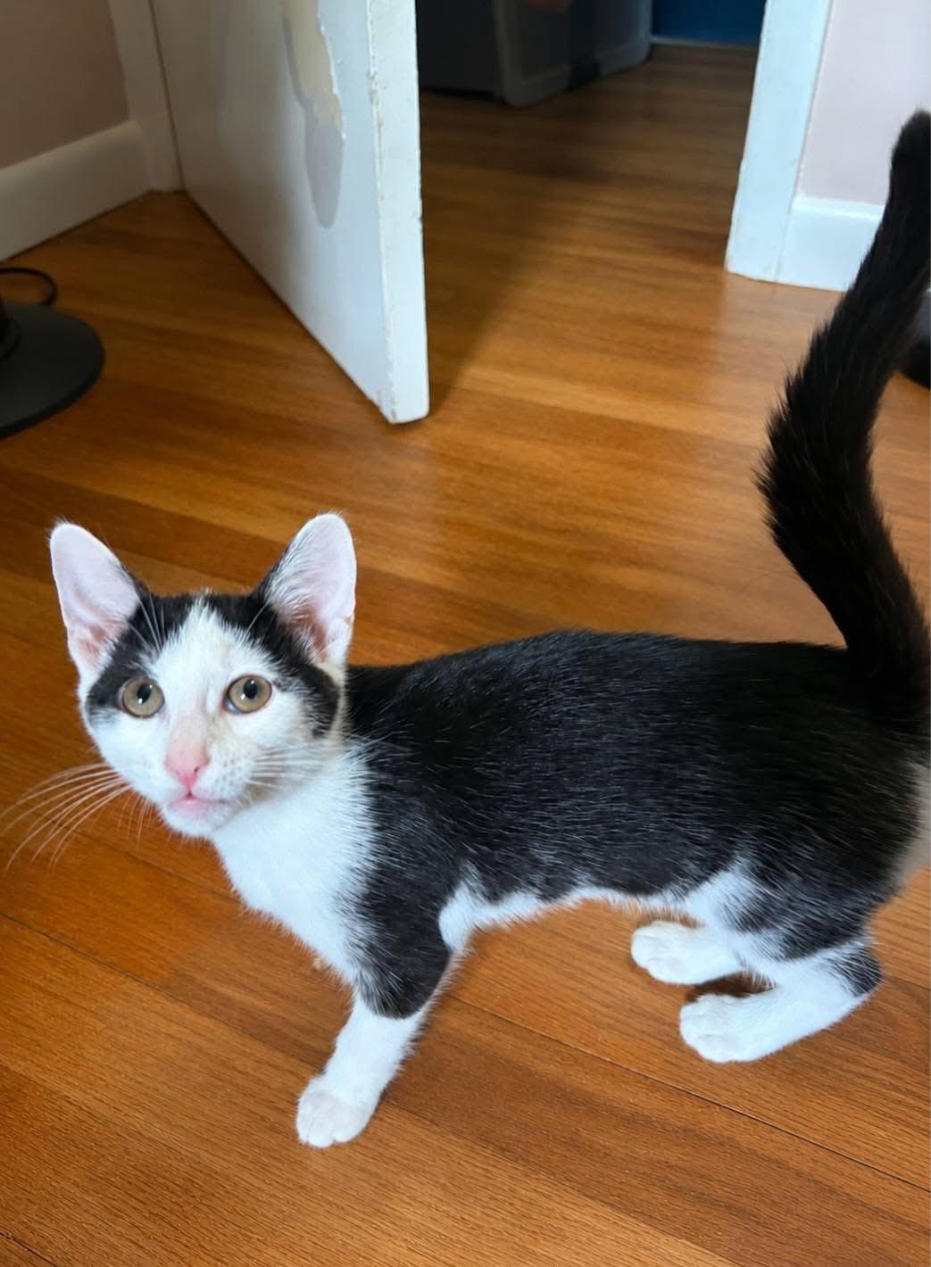 Celine, a ADOPTABLE Domestic Short Hair in Highland, NY image 2/4