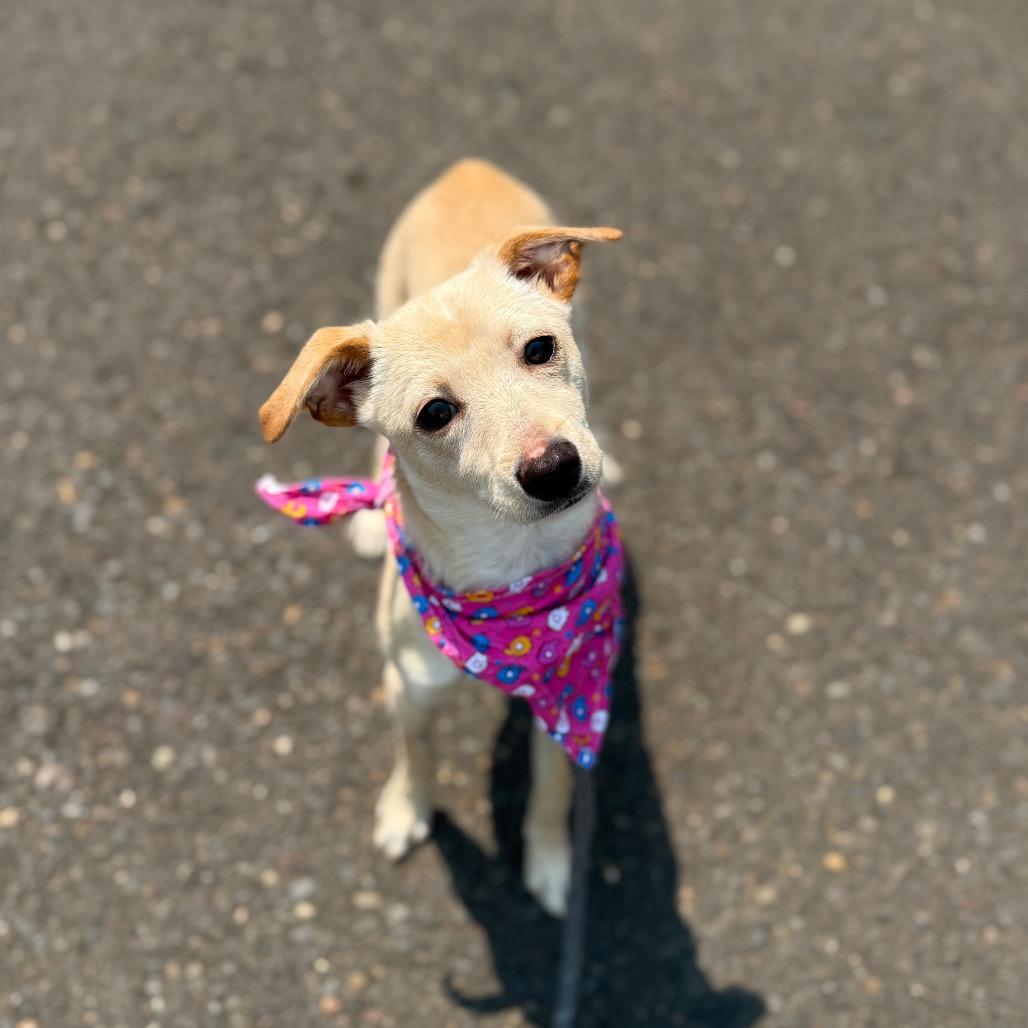 Posie, a Adoptable Chihuahua in Newberg, OR image 1/6