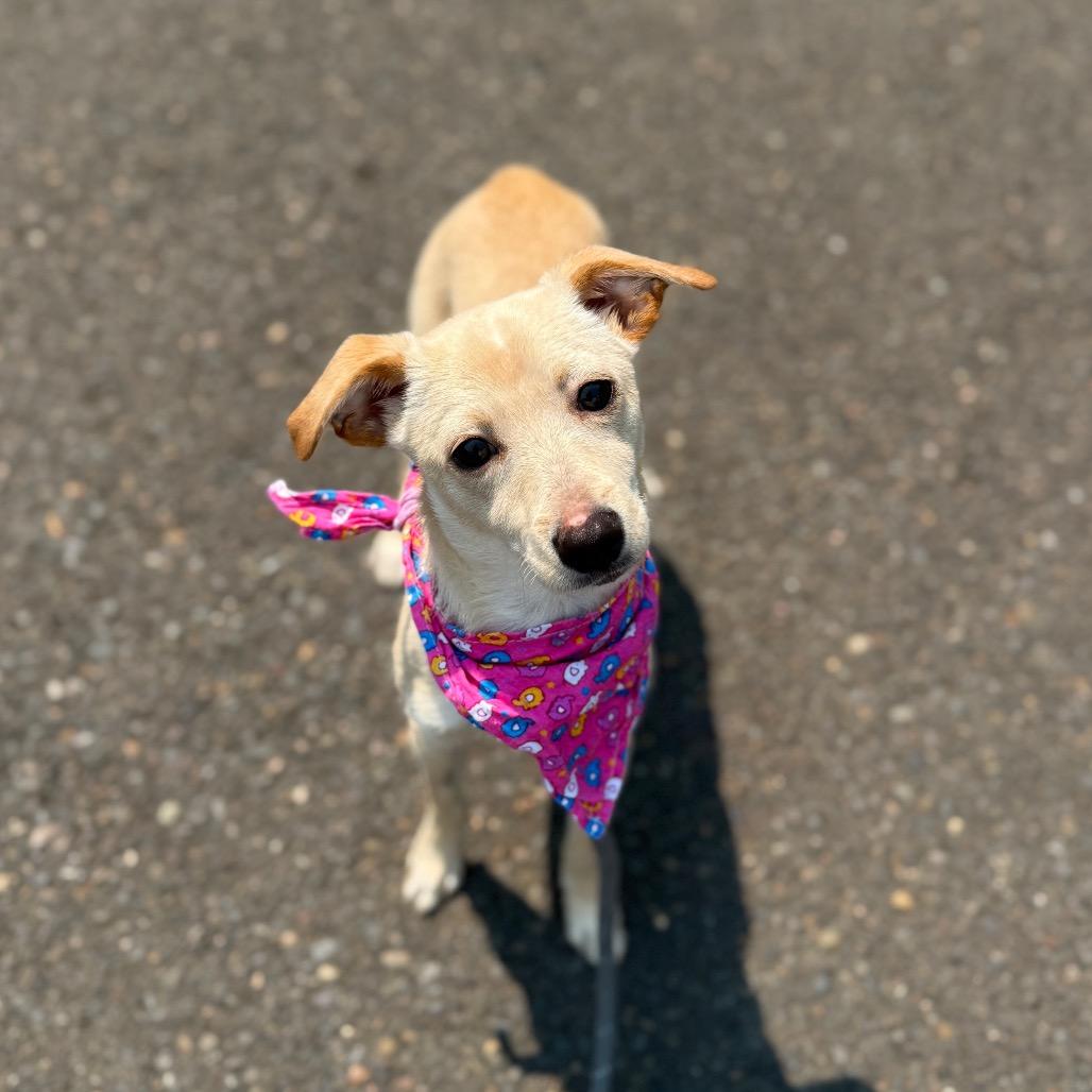 Posie, a Adoptable Chihuahua in Newberg, OR image 2/6