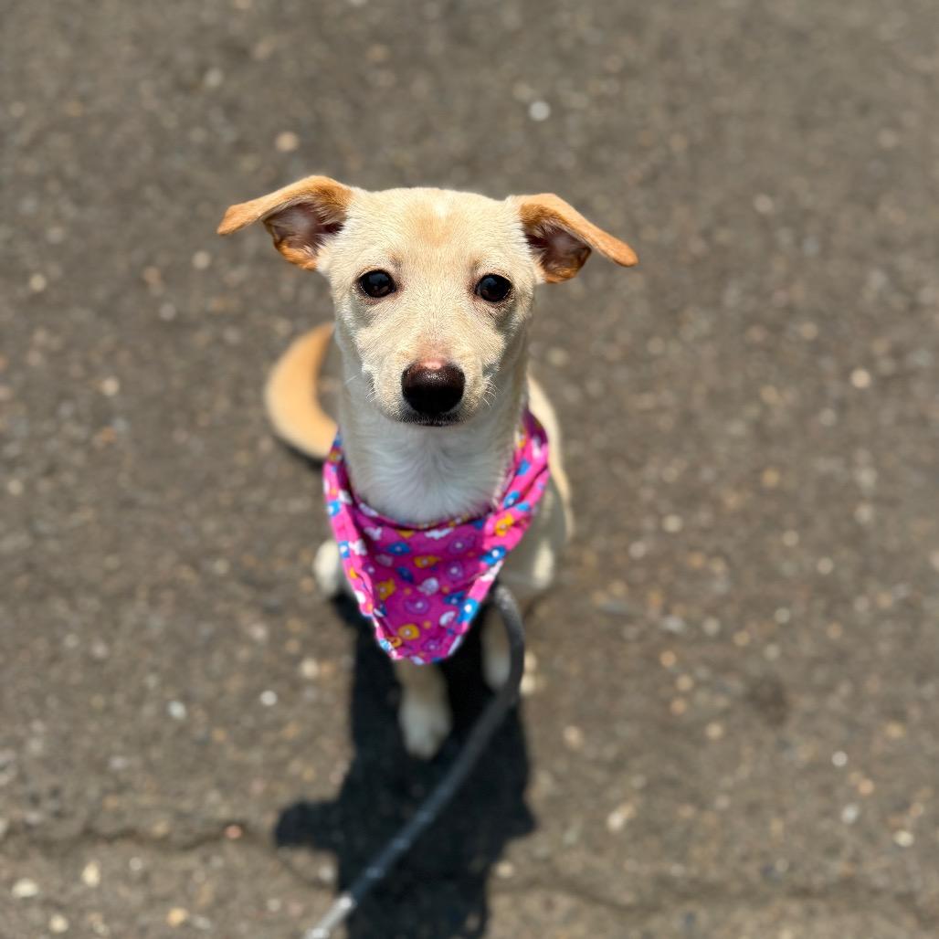 Posie, a Adoptable Chihuahua in Newberg, OR image 3/6