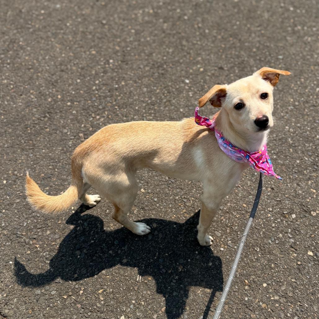 Posie, a Adoptable Chihuahua in Newberg, OR image 4/6