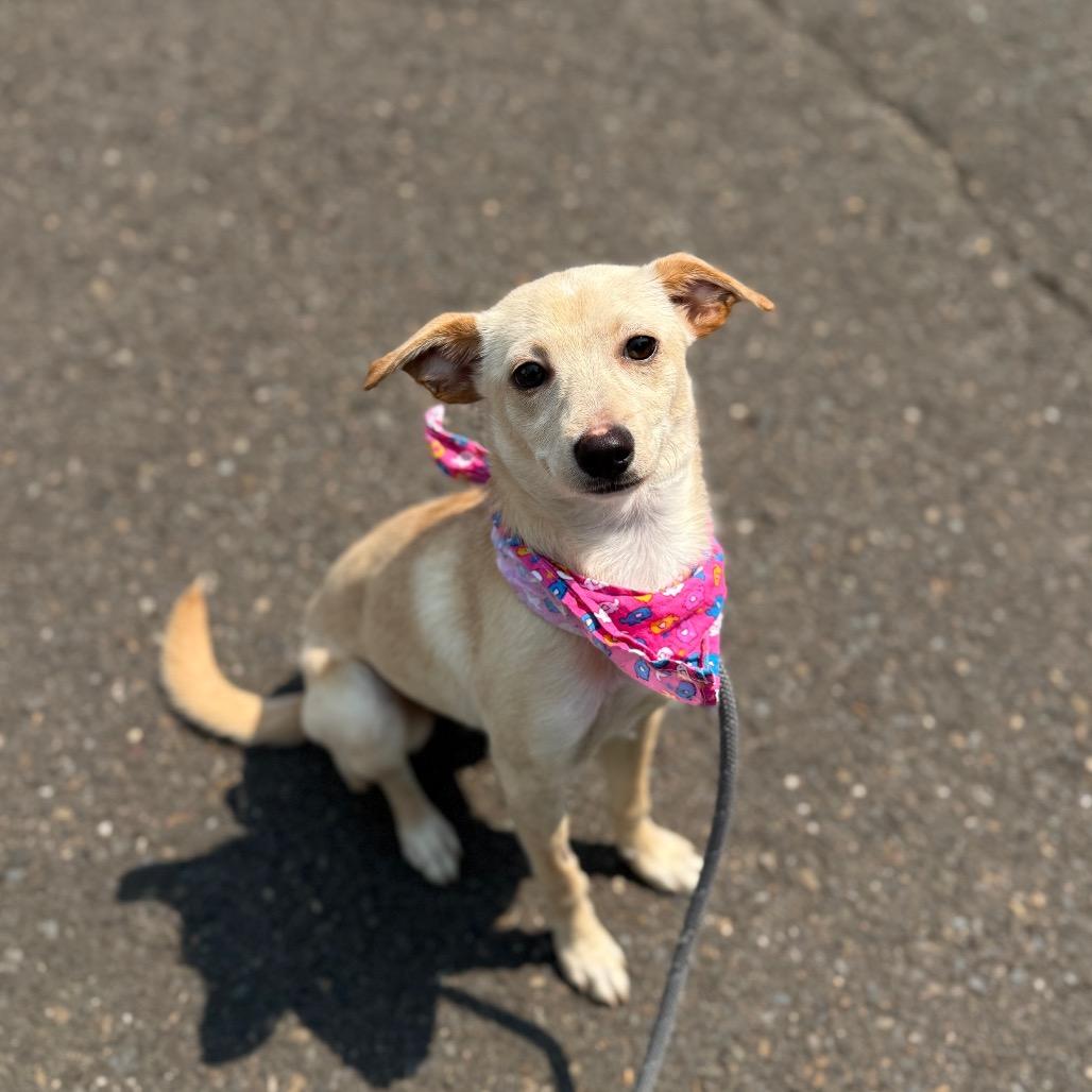 Posie, a Adoptable Chihuahua in Newberg, OR image 5/6