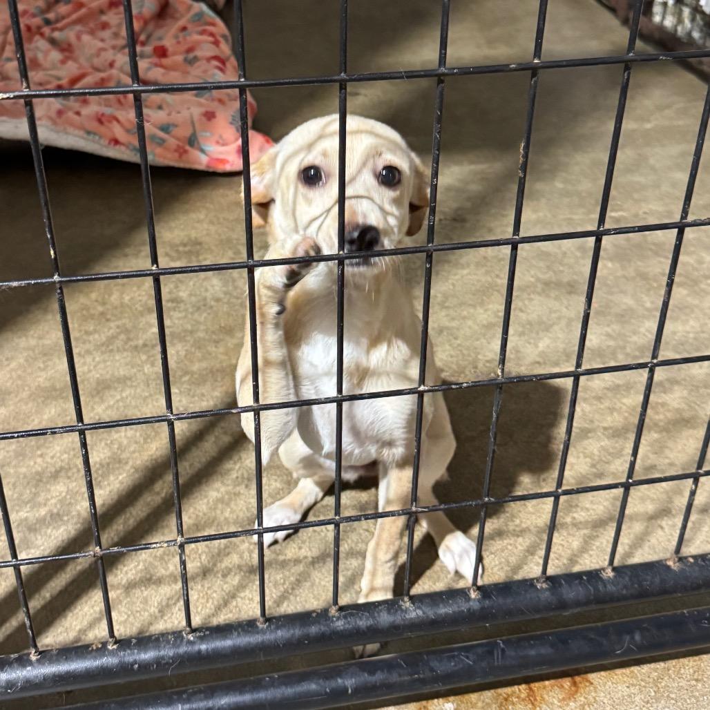Posie, a Adoptable Chihuahua in Newberg, OR image 6/6