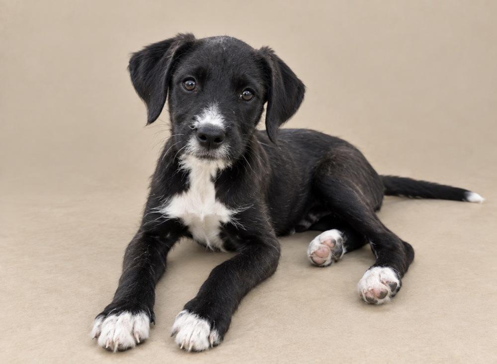 Weezer, Adoptable, Puppy Female Mixed Breed.
