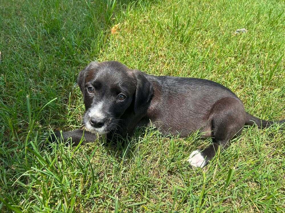Enlarge Weezer, a Adoptable mixed breed in Statesboro, GA image 2/2
