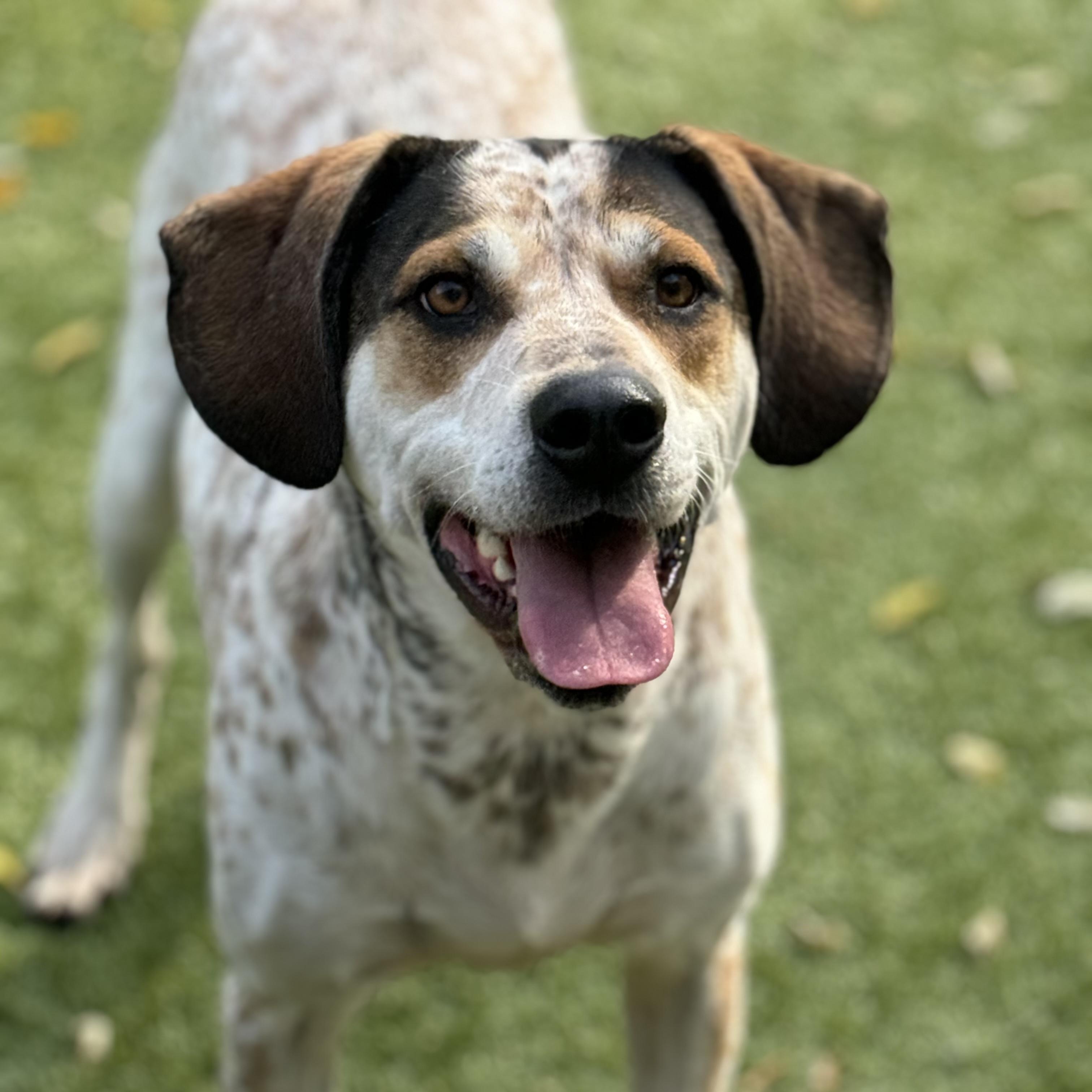 Pumba, Adoptable, Adult Male Coonhound & Mixed Breed.