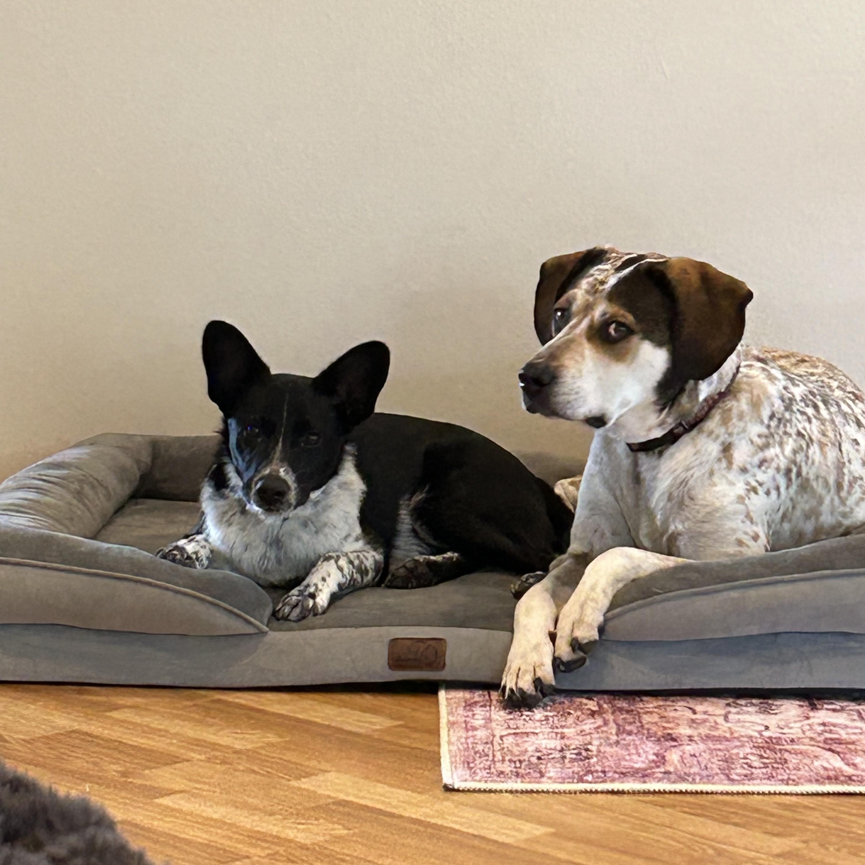 Pumba, a Adoptable mixed breed in Black River Falls, WI image 2/2