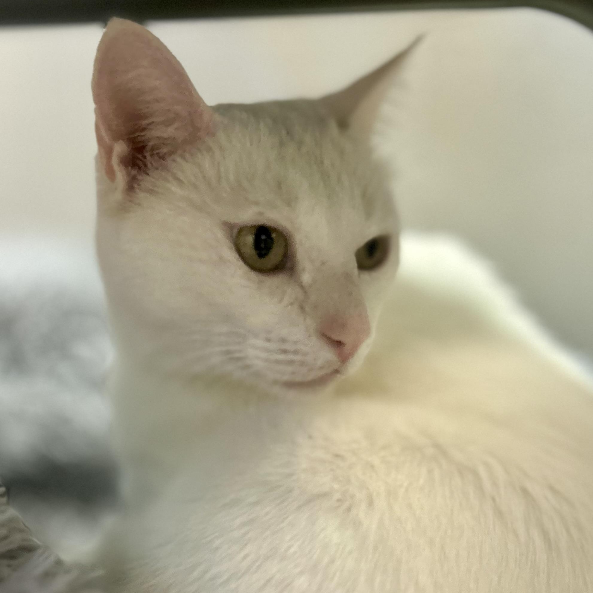 Enlarge Misha, a Adoptable Domestic Short Hair in Philadelphia, PA image 3/5