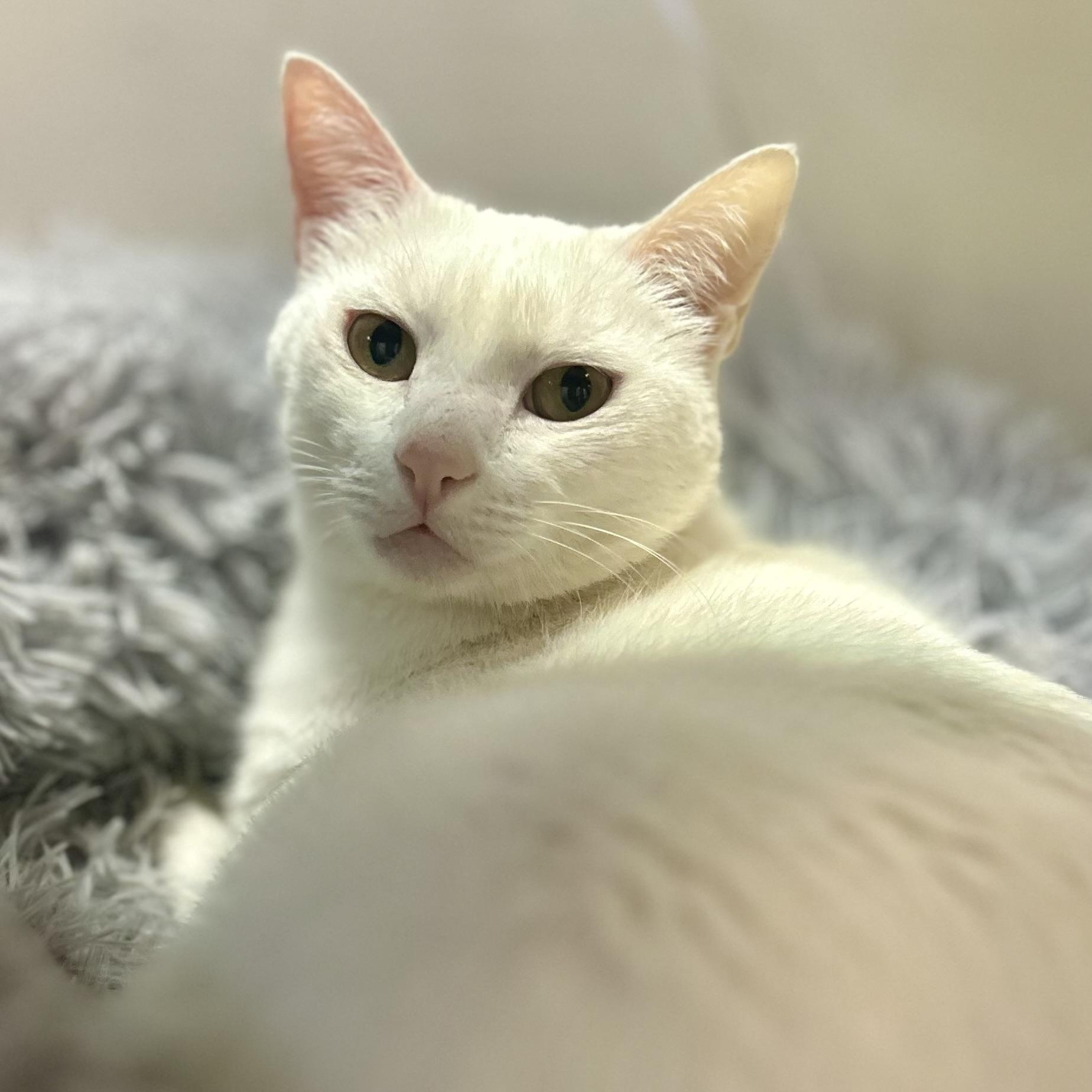 Enlarge Misha, a Adoptable Domestic Short Hair in Philadelphia, PA image 2/5