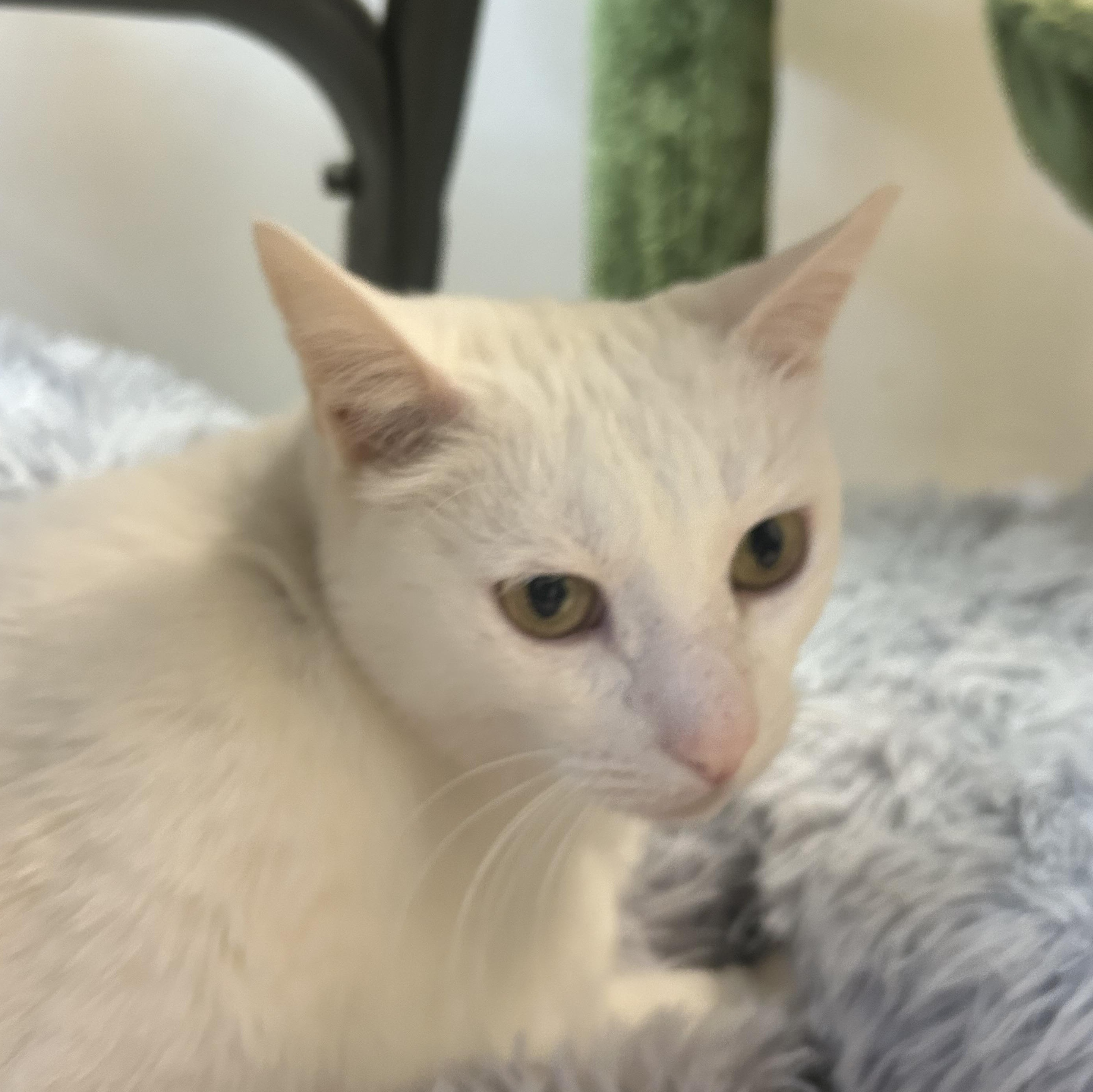 Enlarge Misha, a Adoptable Domestic Short Hair in Philadelphia, PA image 4/5