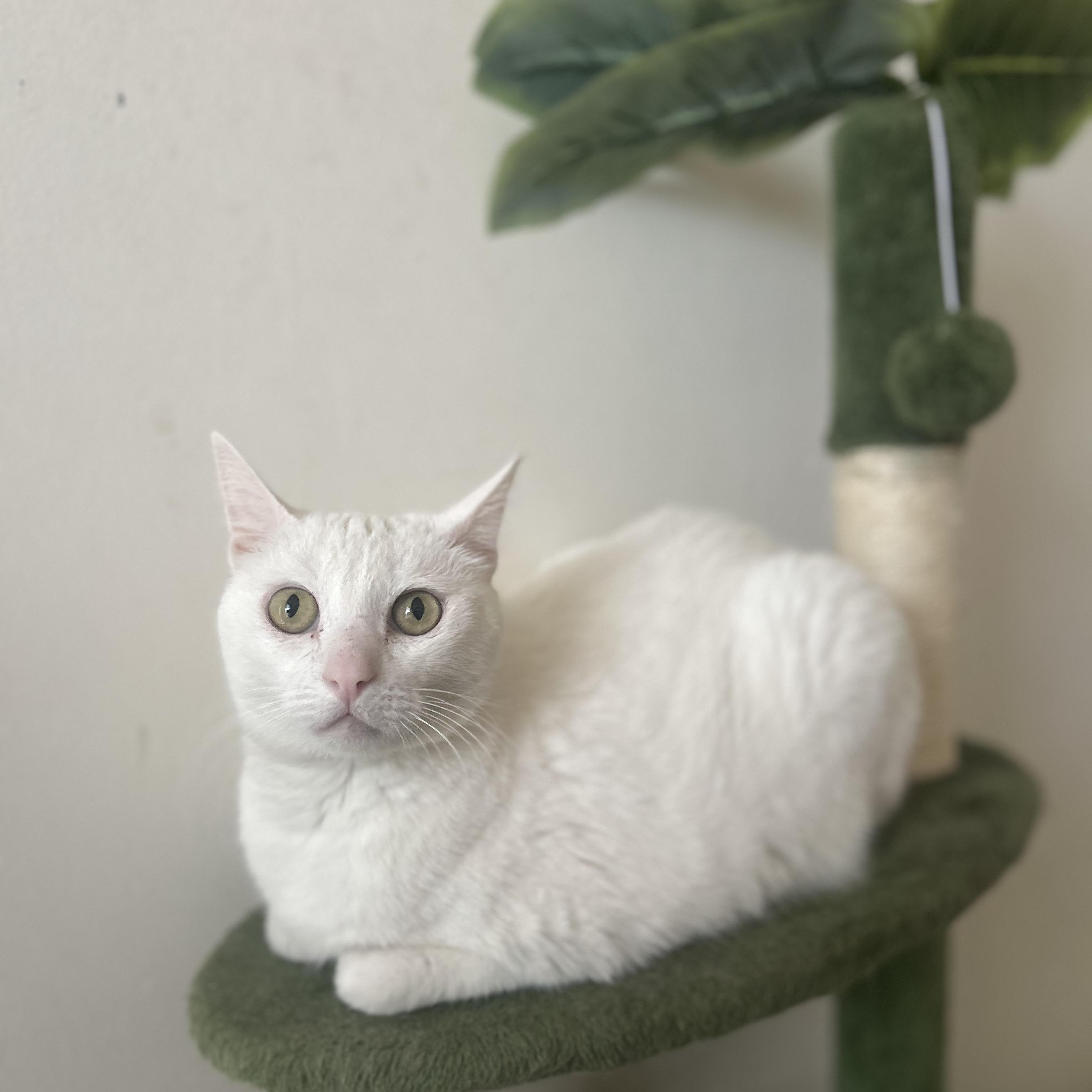 Enlarge Misha, a Adoptable Domestic Short Hair in Philadelphia, PA image 5/5