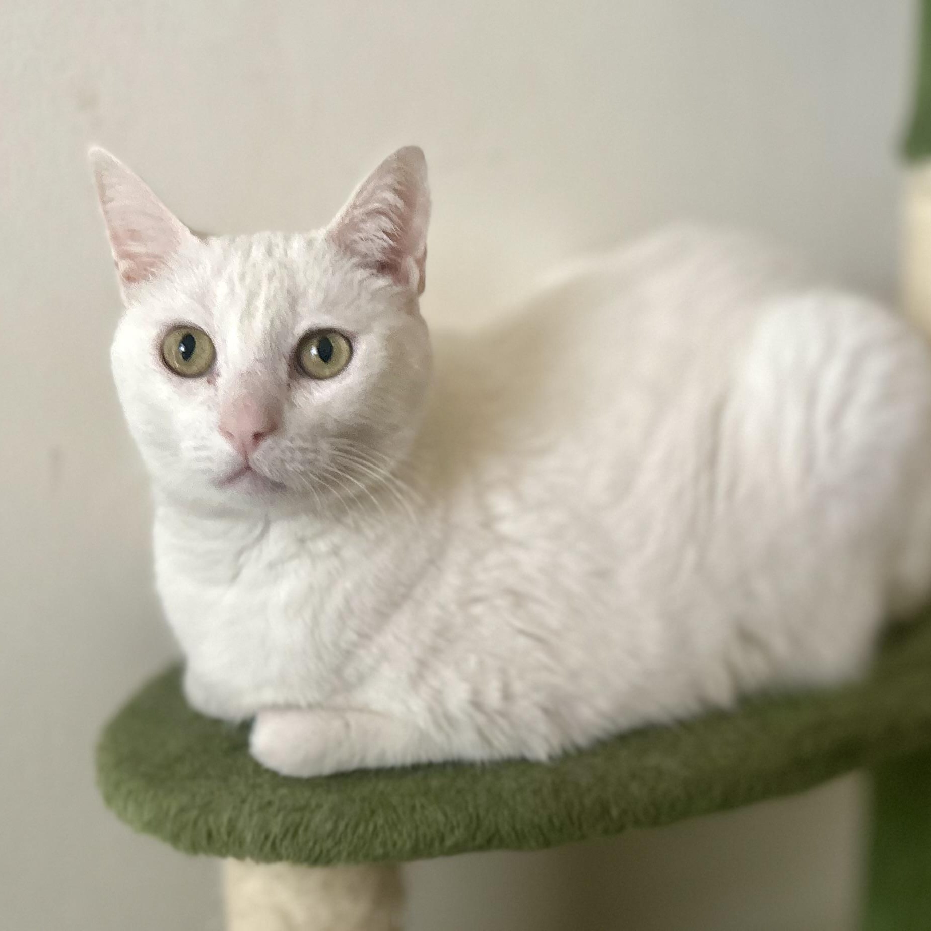 Enlarge Misha, a Adoptable Domestic Short Hair in Philadelphia, PA image 1/5