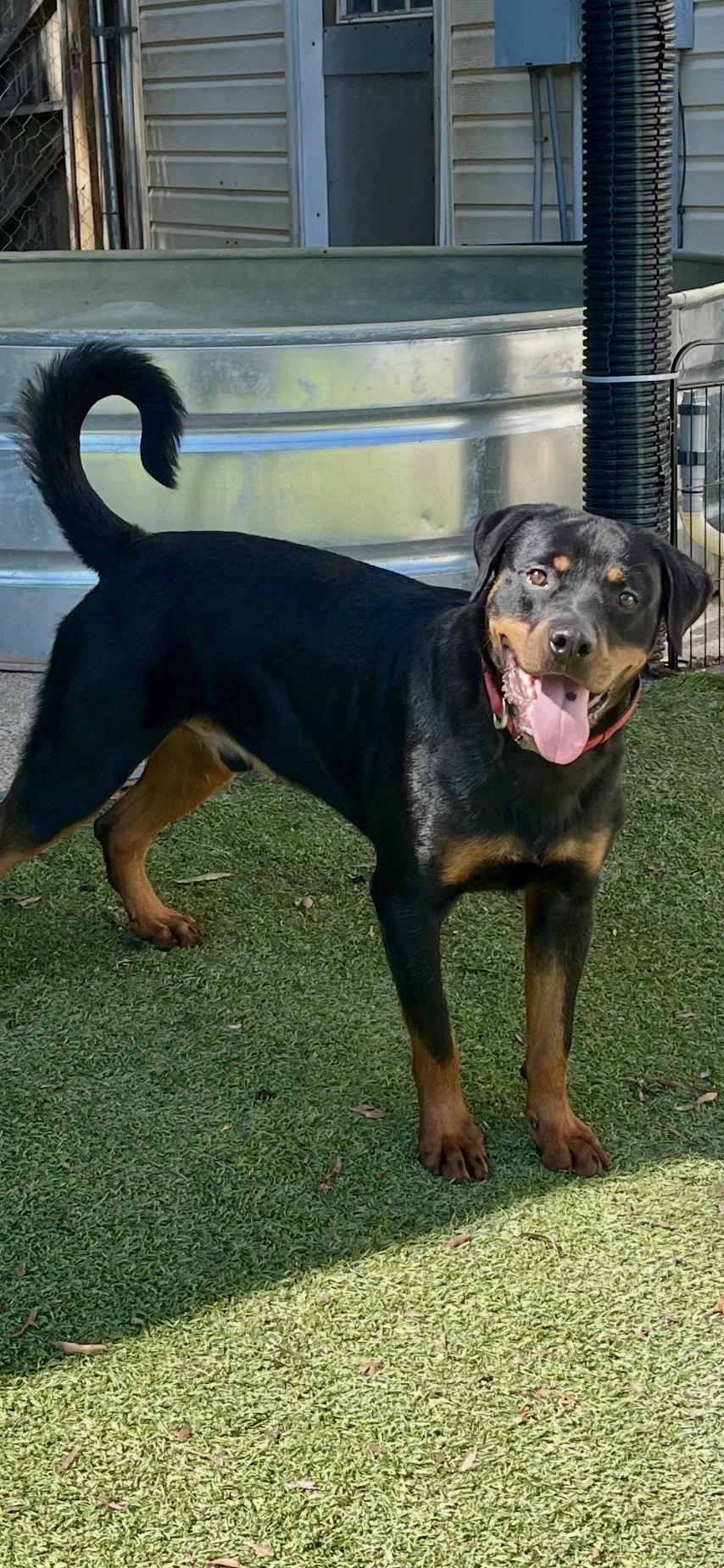 Noodles, Adoptable, Adult Male Rottweiler.