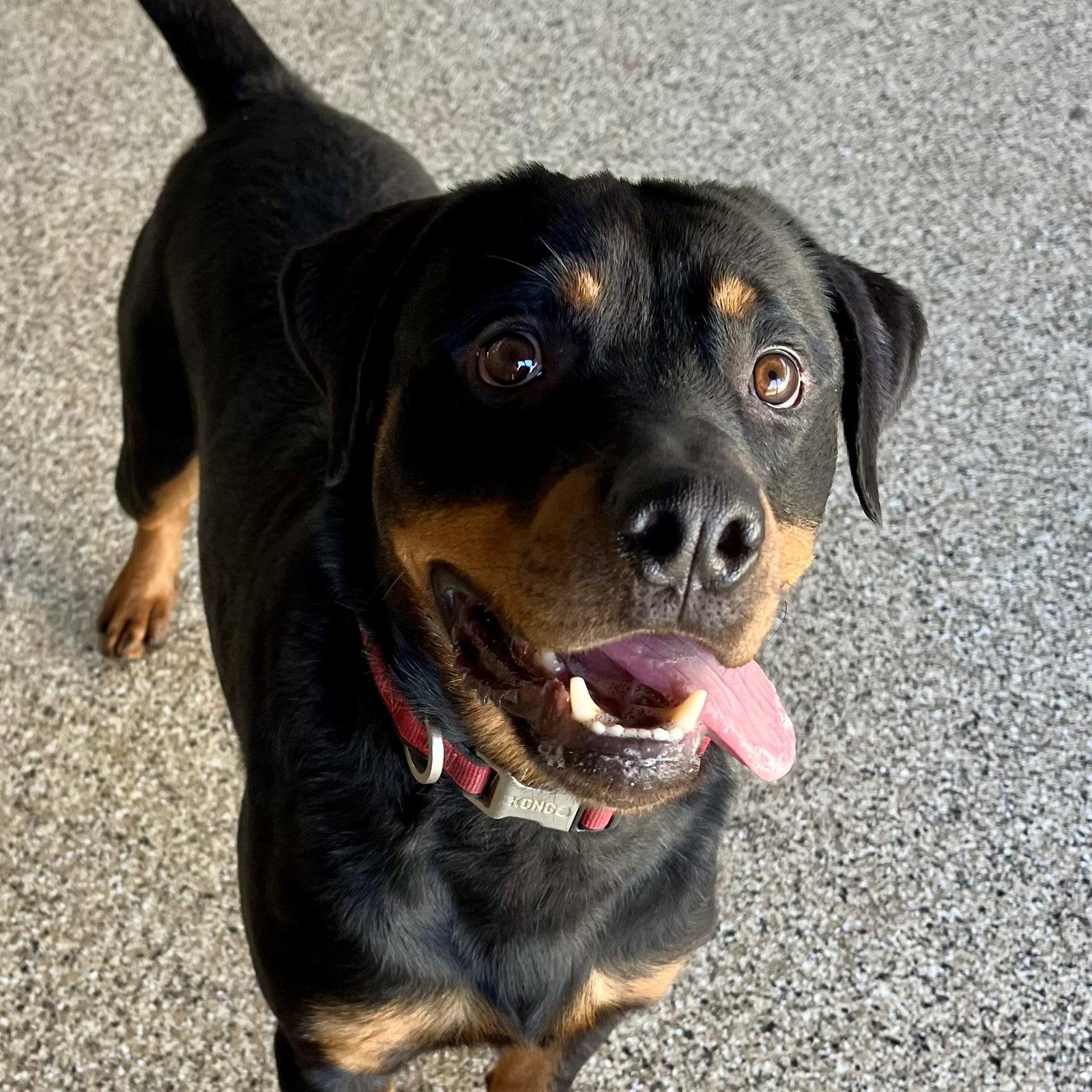 Enlarge Noodles, a Adoptable Rottweiler in Mooresville, NC image 2/3