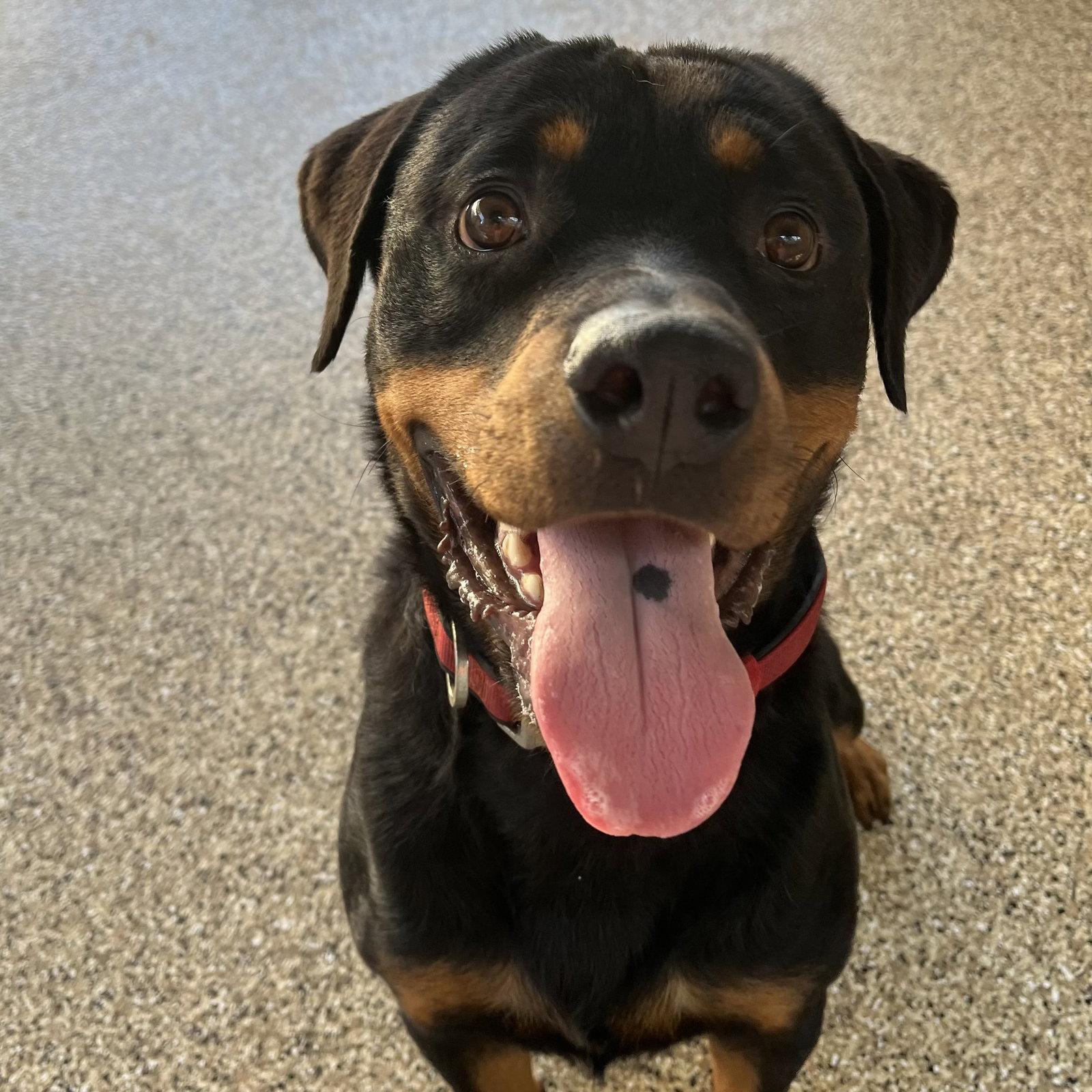 Enlarge Noodles, a Adoptable Rottweiler in Mooresville, NC image 3/3