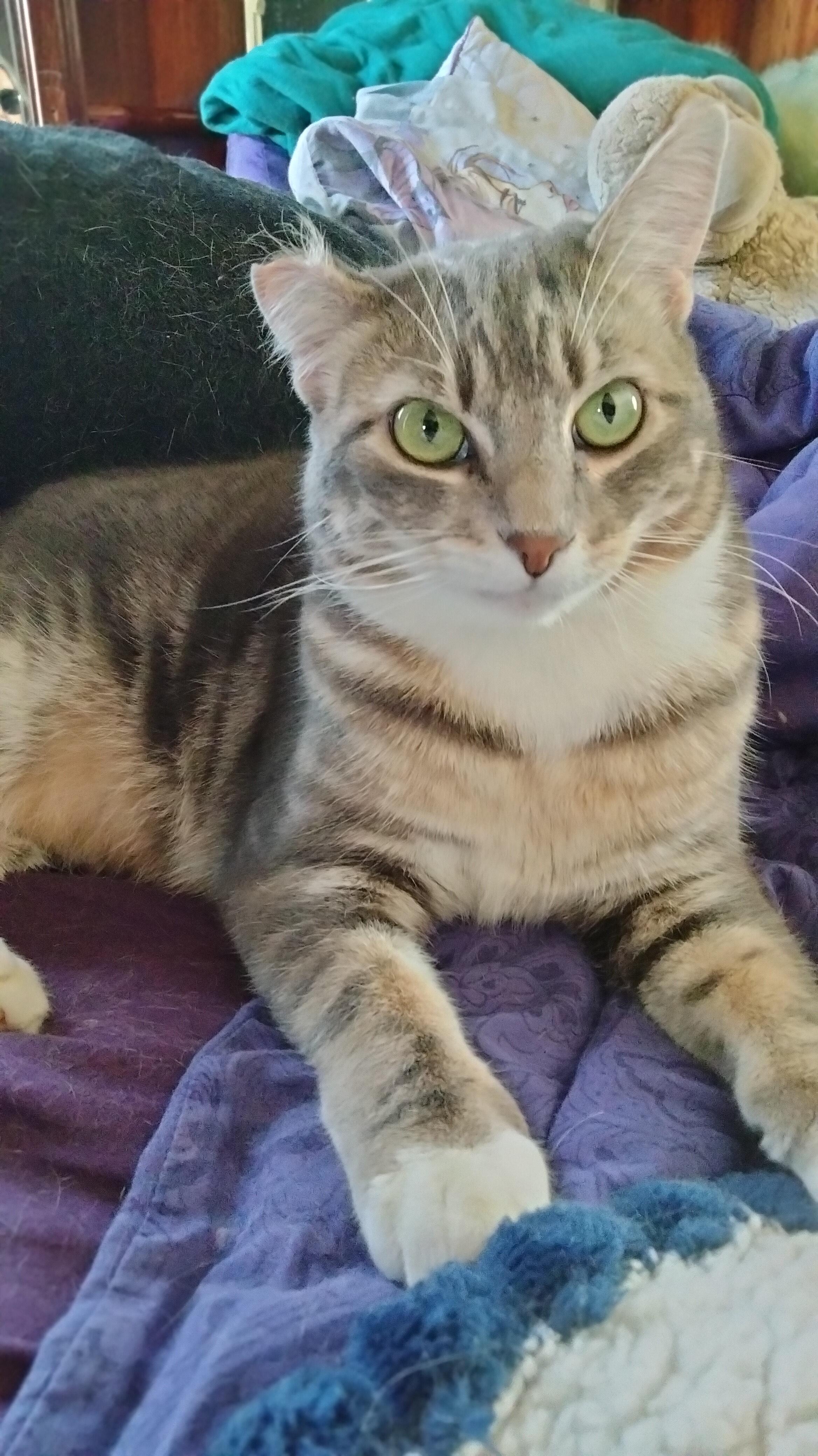 HOBO, Adoptable, Adult Male Domestic Short Hair.