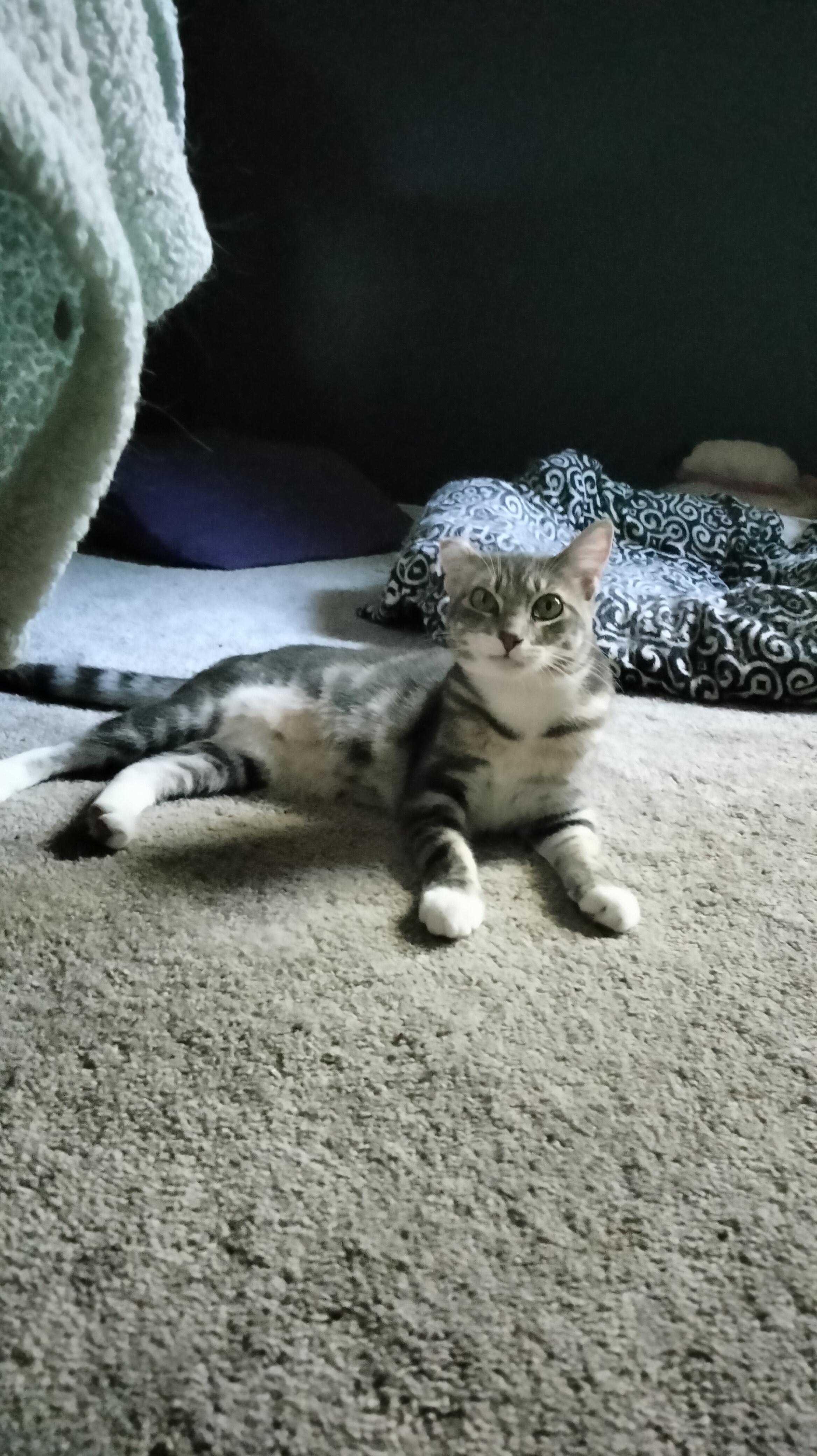 Enlarge HOBO, a Adoptable Domestic Short Hair in Puyallup, WA image 2/4