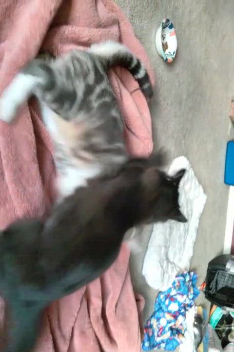 Enlarge HOBO, a Adoptable Domestic Short Hair in Puyallup, WA video 4/4